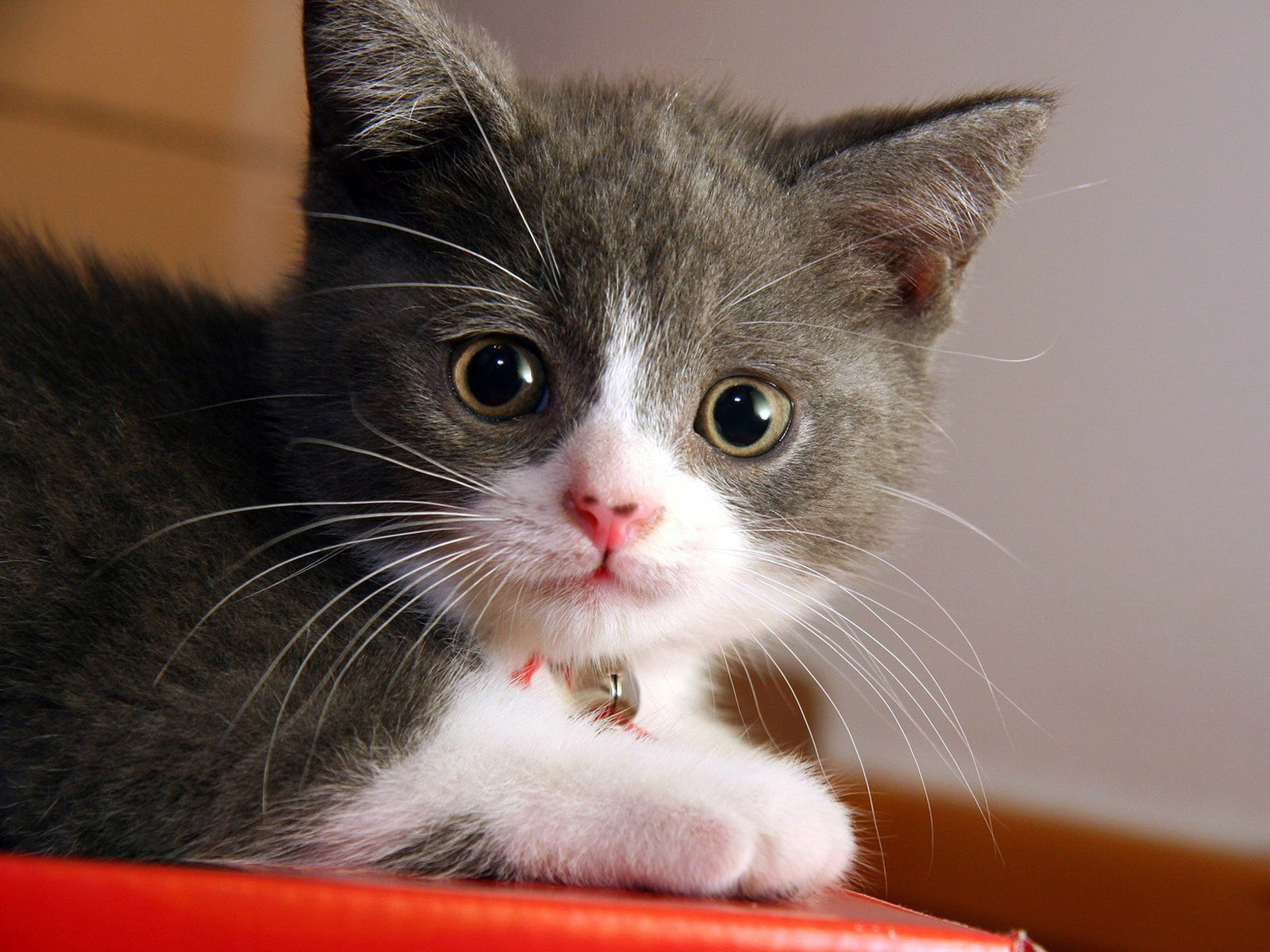 2K, feline, HD Wallpaper