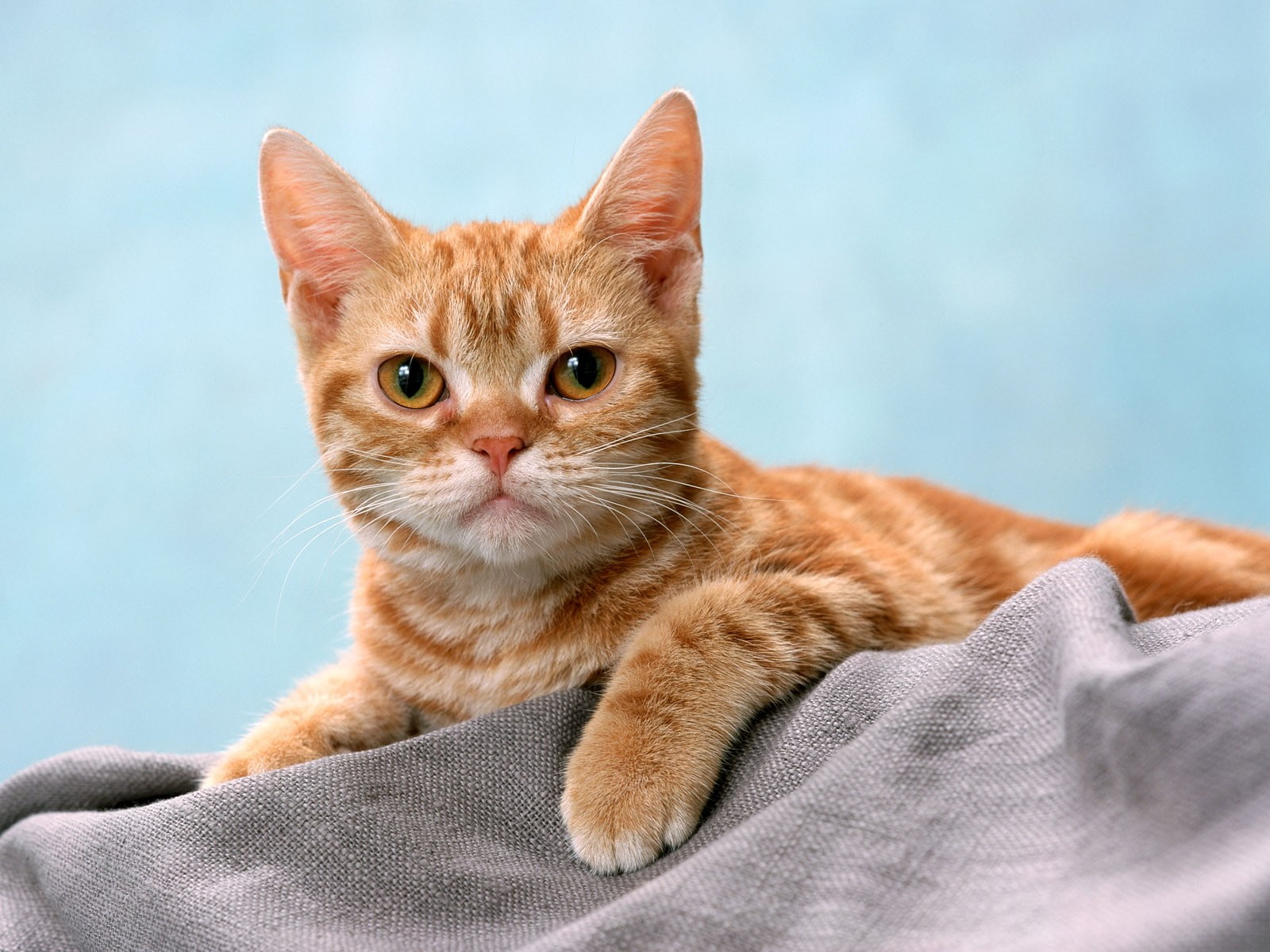 animal themes, ginger cat, blue background, portrait, domestic cat, cat, close-up, pets, relaxation, whisker, furniture, no people, animal, domestic animals, HD Wallpaper