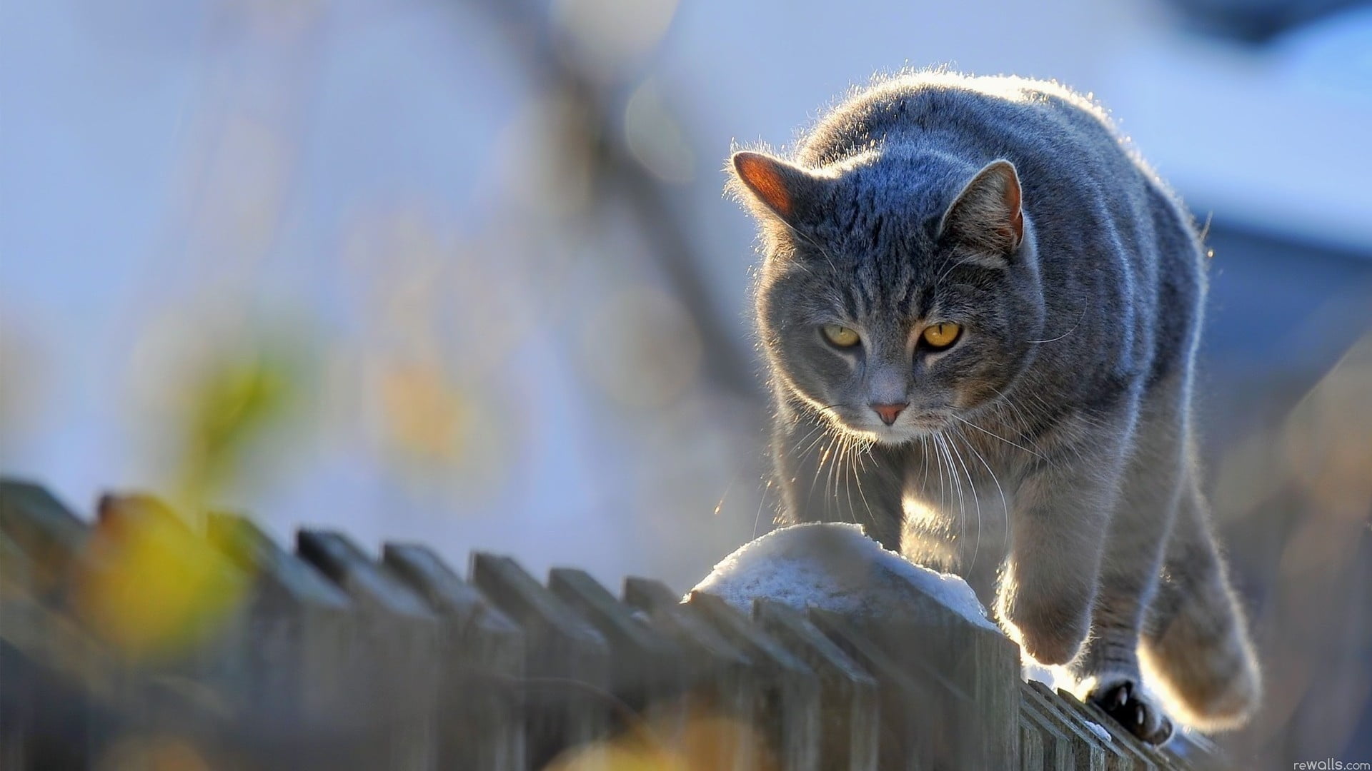 mammal, no people, day, one animal, whisker, pets, looking, cat, vertebrate, fence, animal eye, looking at camera, domestic, close-up, domestic animals, HD Wallpaper
