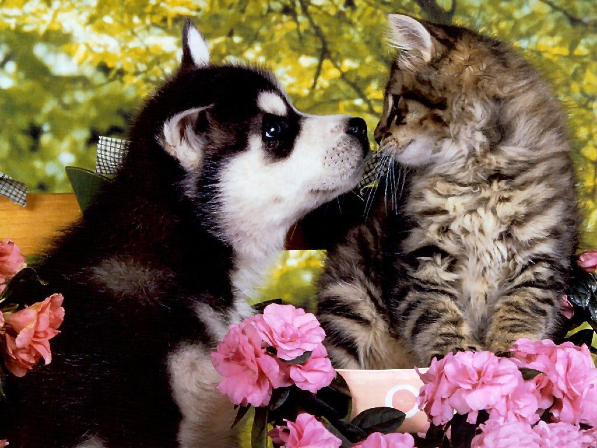black, siberian, cannie, husky, animals, feline, tabby, puppy, flowers, brown, kitten, white, 1080P, huskie, HD Wallpaper