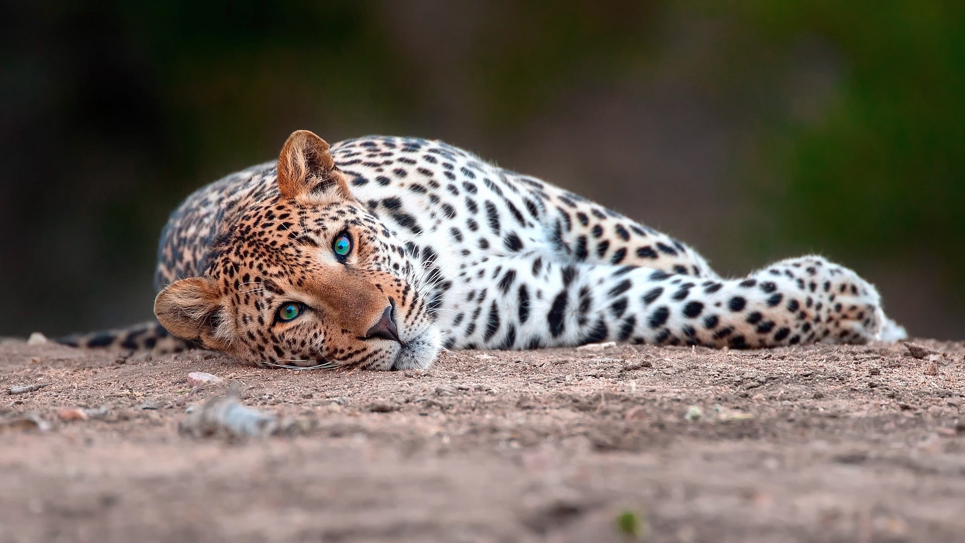 1080P, animals, mammals, feline, HD Wallpaper