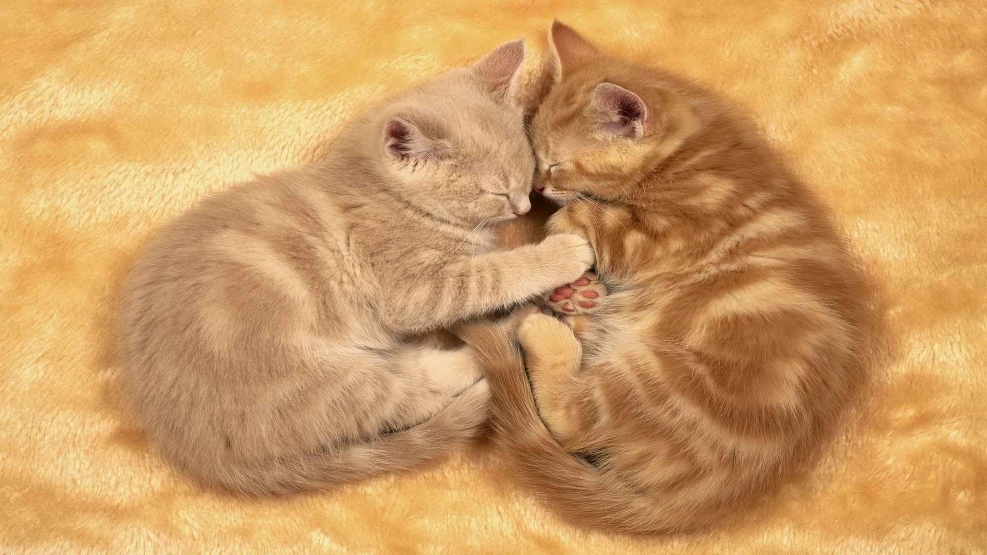 group of animals, two animals, relaxation, love, togetherness, animal, cat, high angle view, 1080P, whisker, domestic animals, pets, no people, young animal, HD Wallpaper