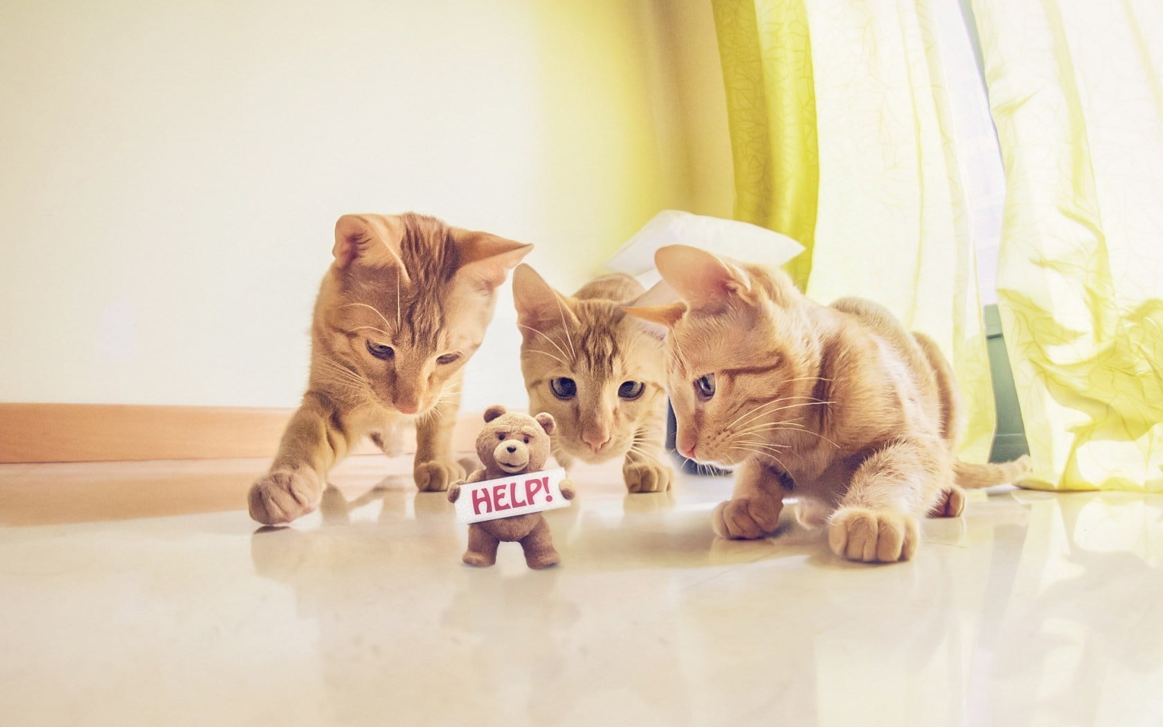 curtain, domestic animals, animal, coated, pets, toy, three, feline, 720P, young animal, table, animal themes, indoors, two animals, mammal, no people, HD Wallpaper