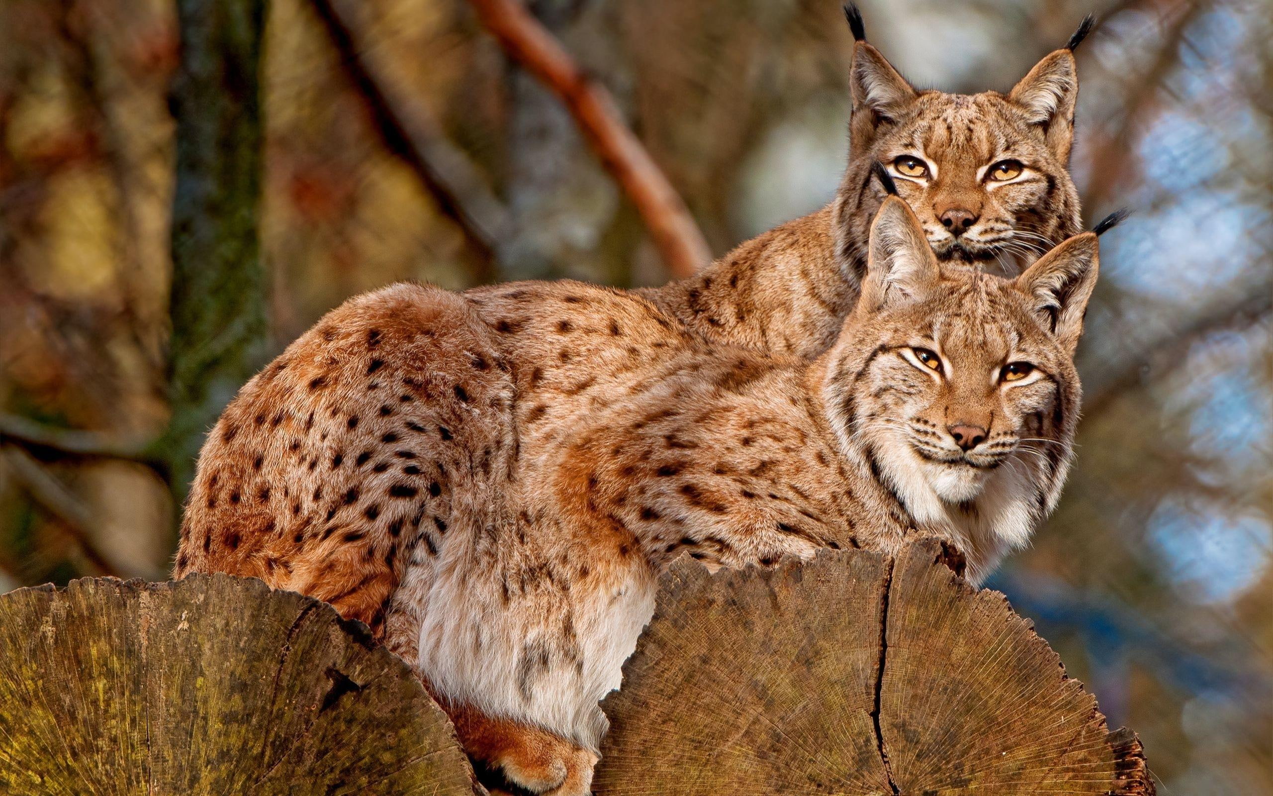 feline, two, love, lynx, wild, animal, animals, 2K, HD Wallpaper
