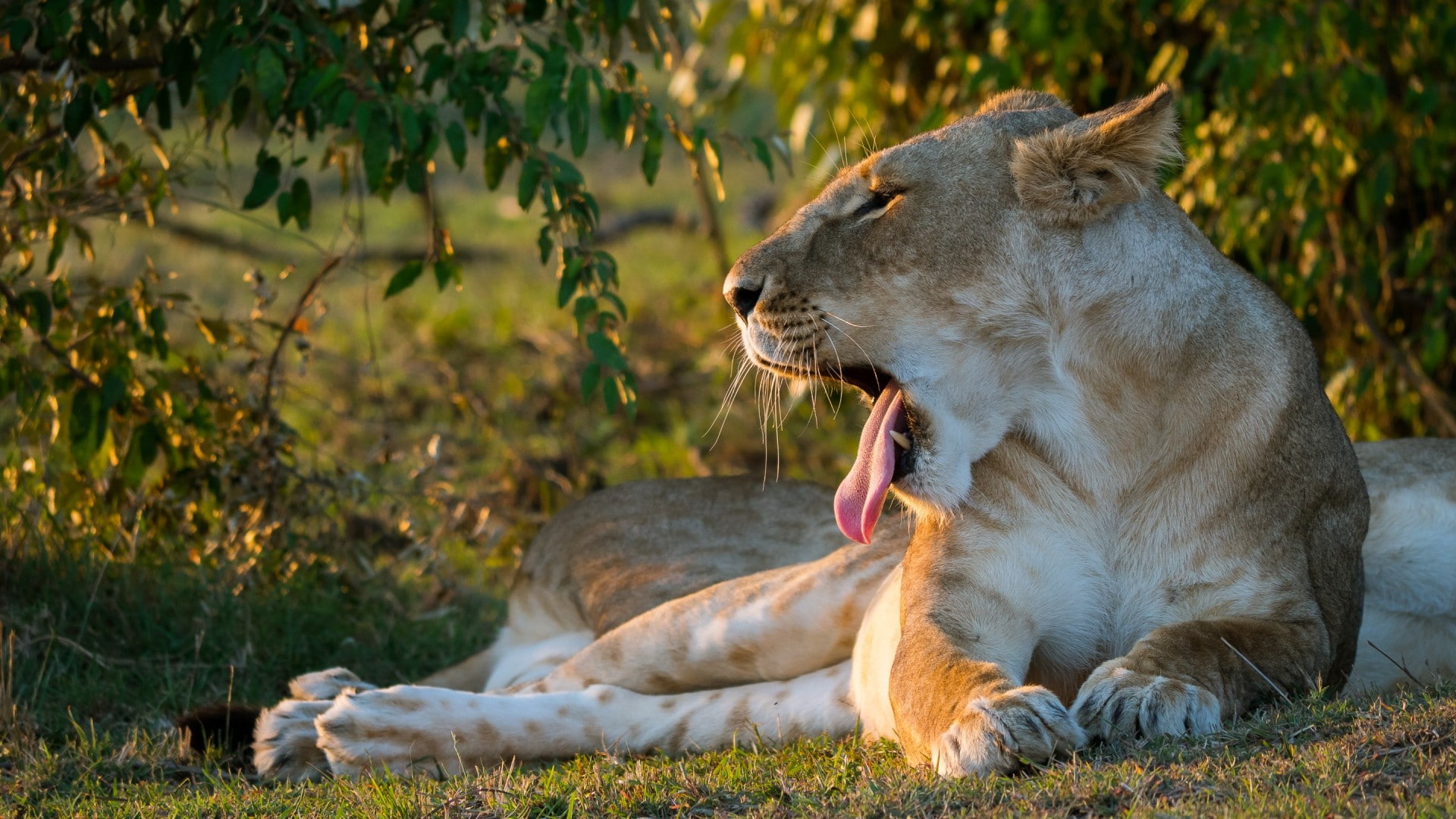 animals, feline, lion, nature, 1080P, HD Wallpaper