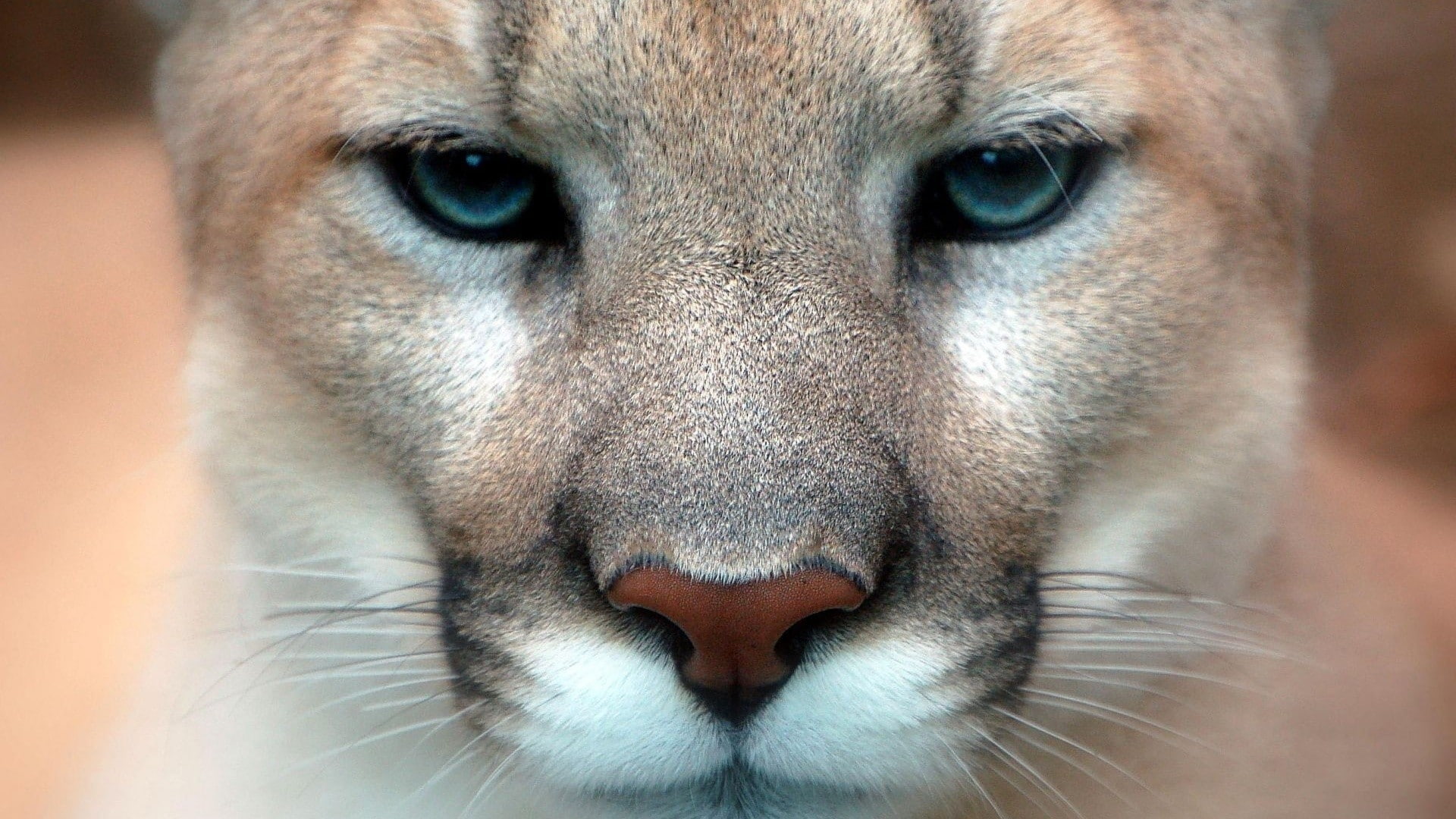 pumas, 1080P, nature, feline, animals, HD Wallpaper