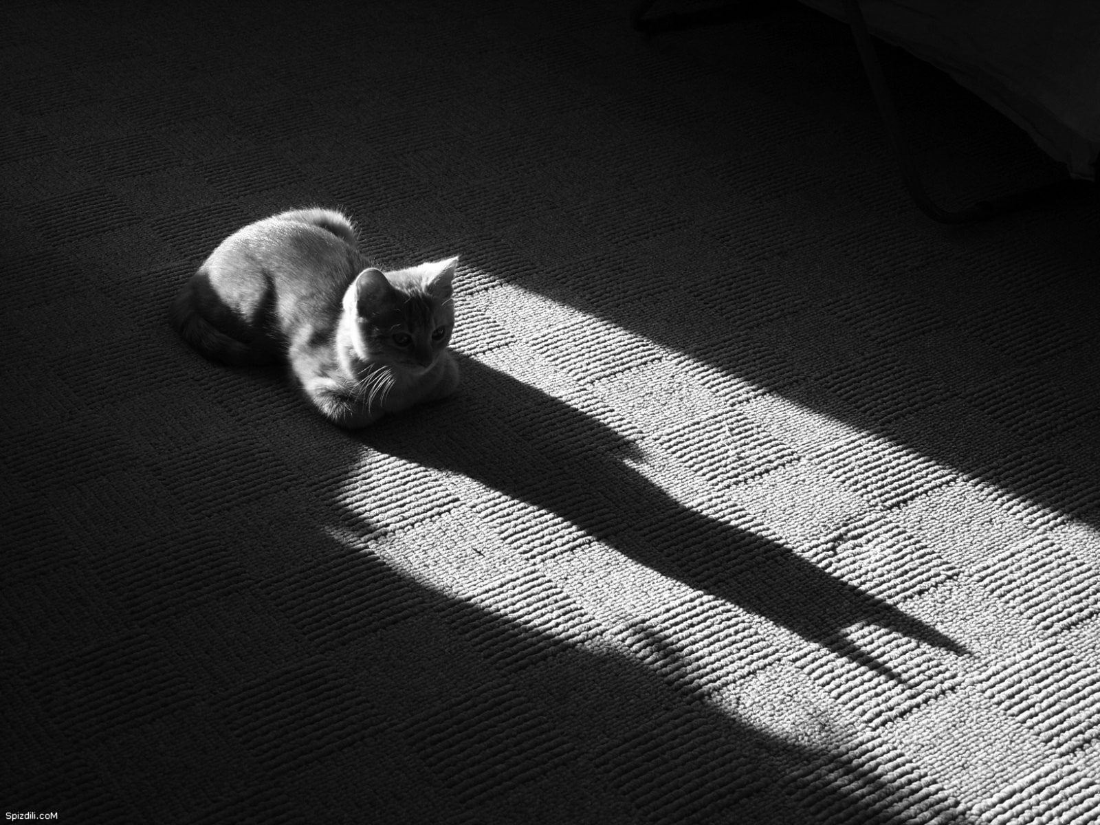 cat, shadow, feline, 720P, HD Wallpaper