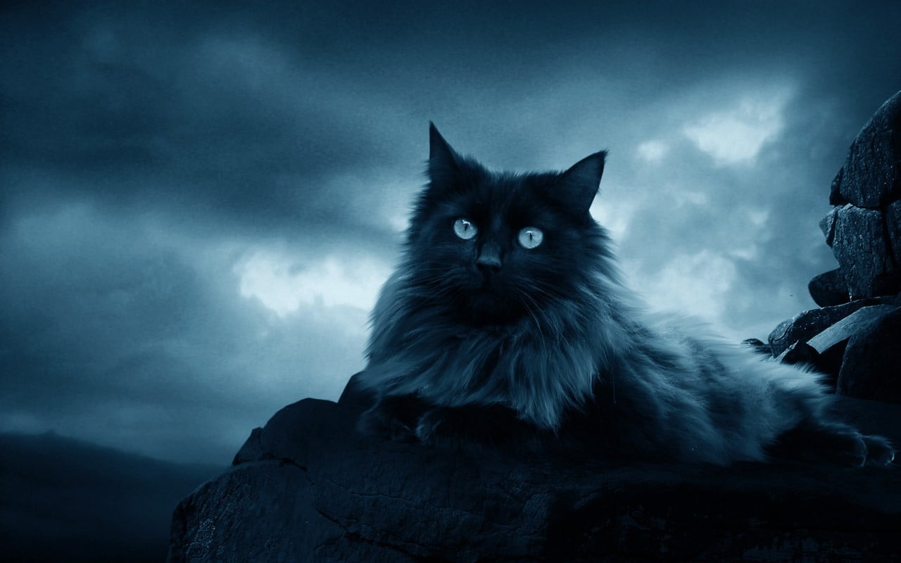 feline, domestic cat, rocks, white, fur, portrait, domestic animals, cat, cloud - sky, one animal, clouds, animals, rock - object, nature, black, domestic, HD Wallpaper