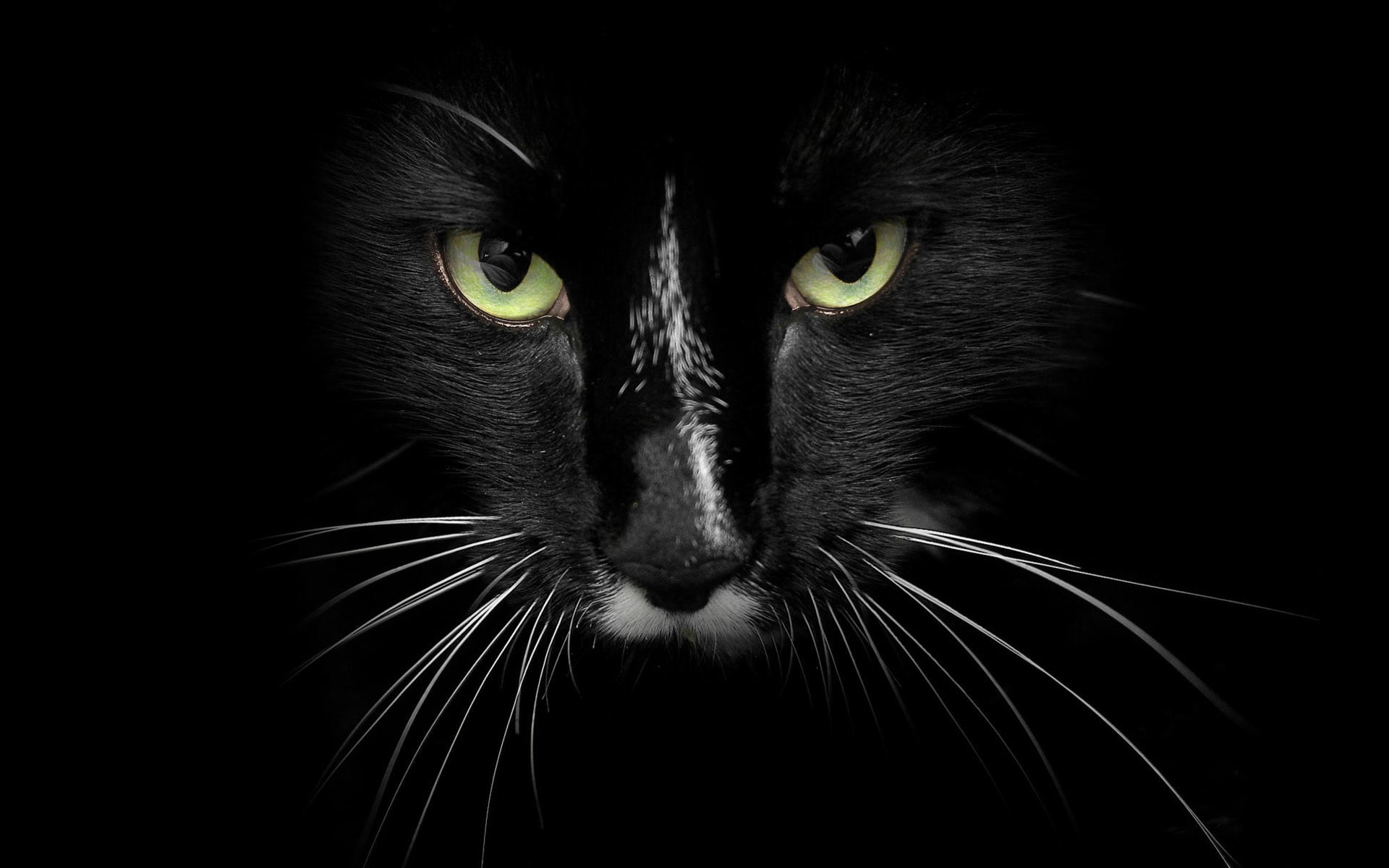 pets, no people, animal themes, indoors, close-up, portrait, domestic, animal eye, black background, looking at camera, black, 1080P, yellow eyes, face, HD Wallpaper