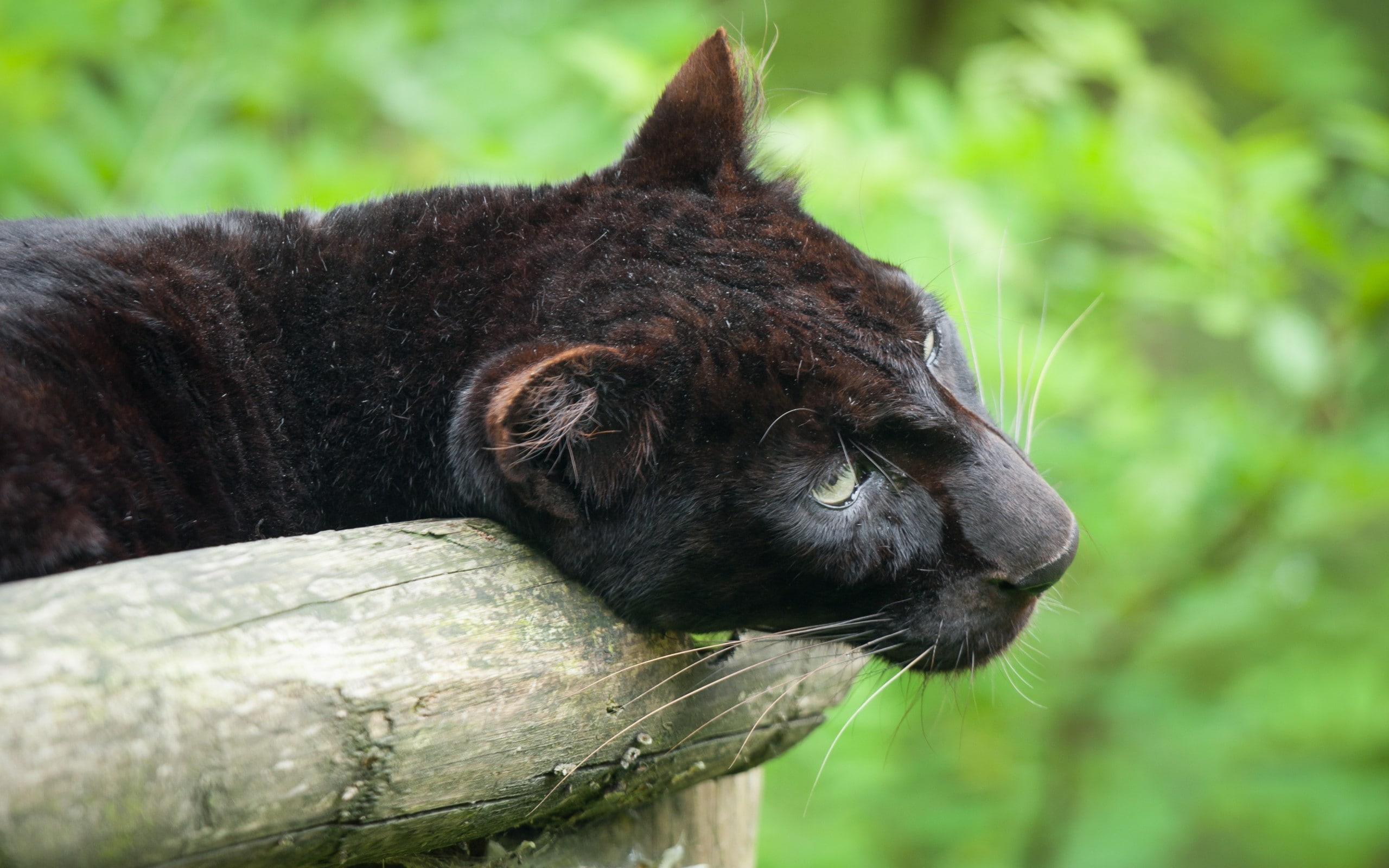 panthers, 2K, feline, animals, HD Wallpaper