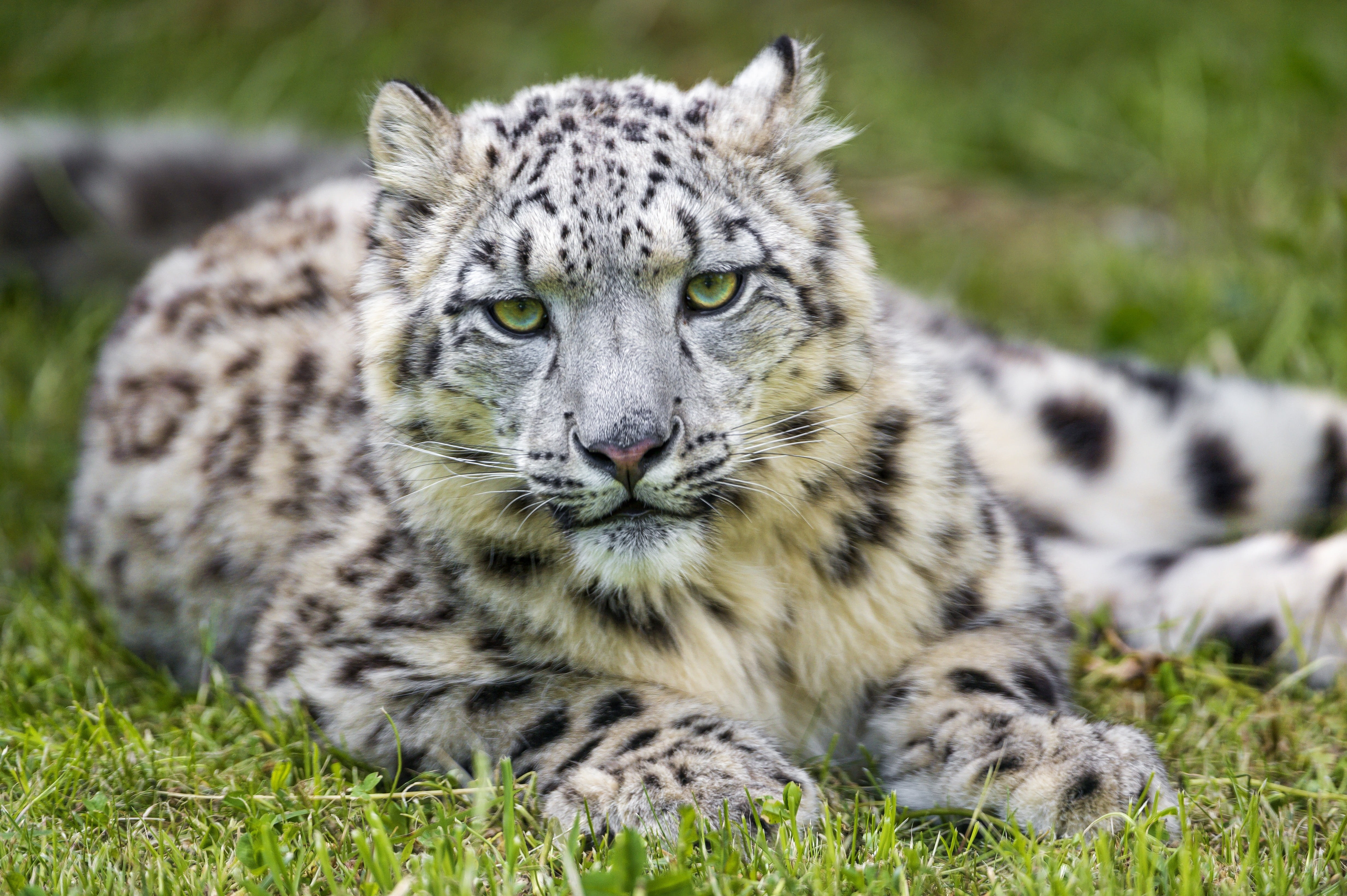 land, animal themes, one animal, feline, cat, tiger, day, grass, animals in the wild, mammal, big cat, plant, field, looking at camera, portrait, animal wildlife, HD Wallpaper