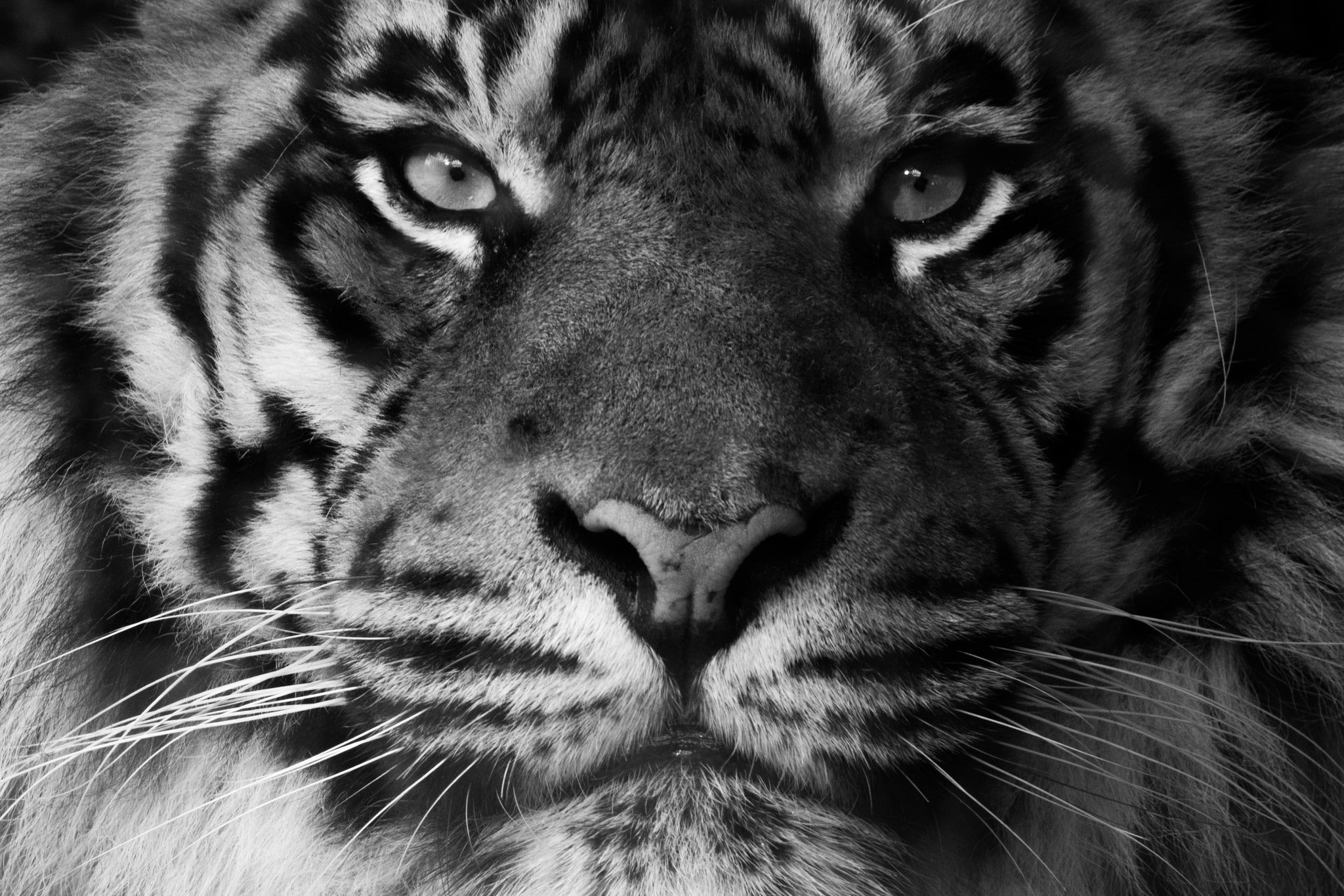 1080P, mammals, tiger, feline, animals, closeup, HD Wallpaper