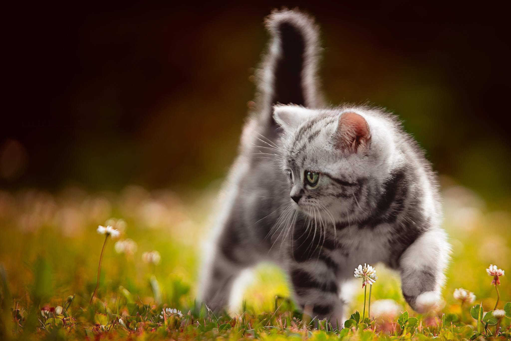 animals, 1080P, cat, kittens, HD Wallpaper