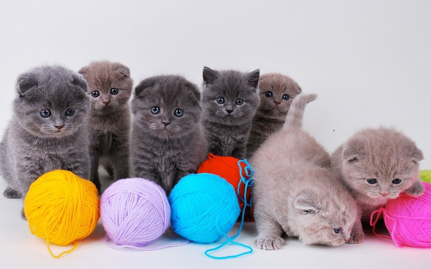 indoors, young animal, no people, kittens, group of animals, looking at camera, gray, 720P, kitten, animals, animal family, animal, ball of wool, studio shot, HD Wallpaper
