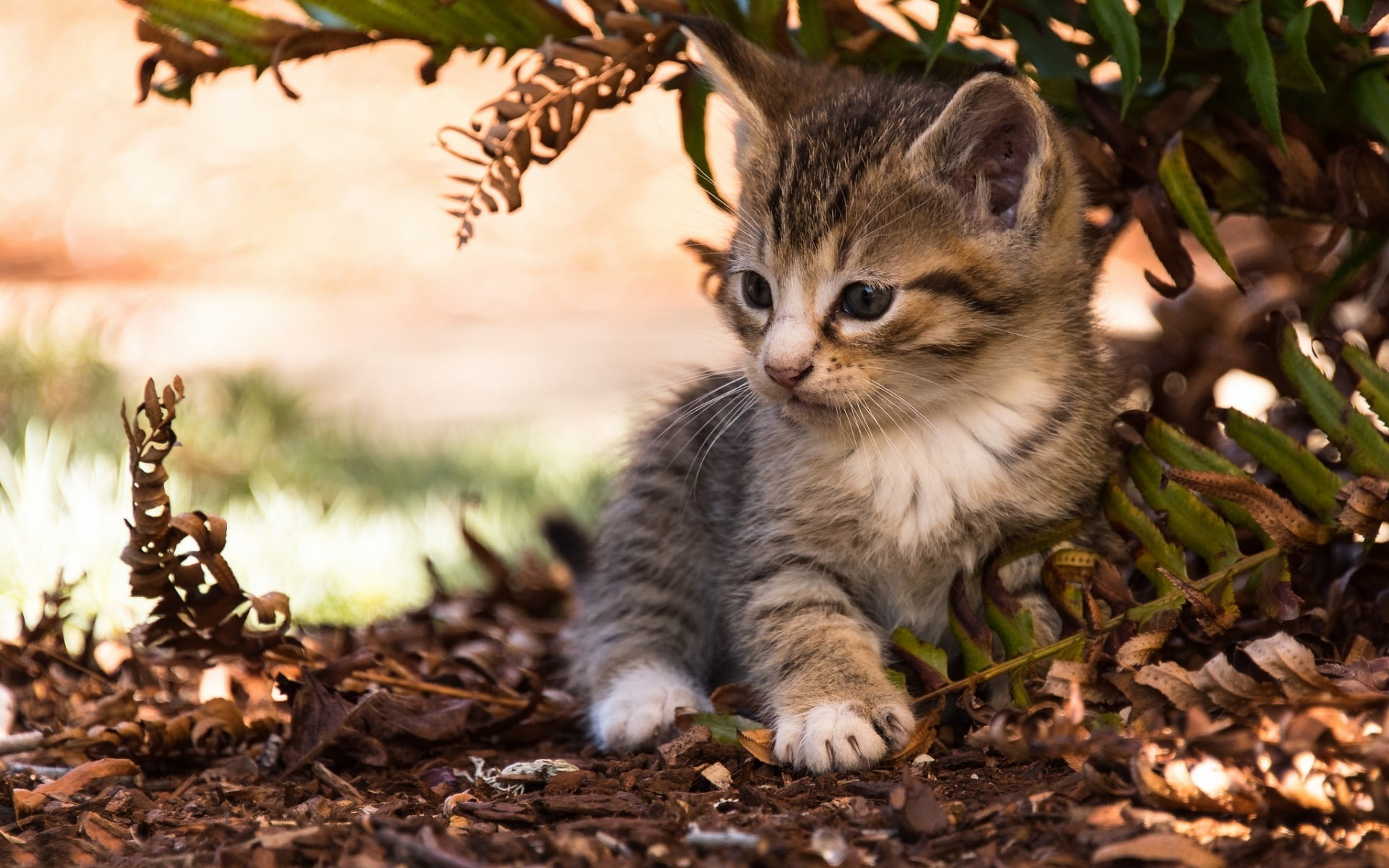 cat, 1080P, kittens, animals, HD Wallpaper