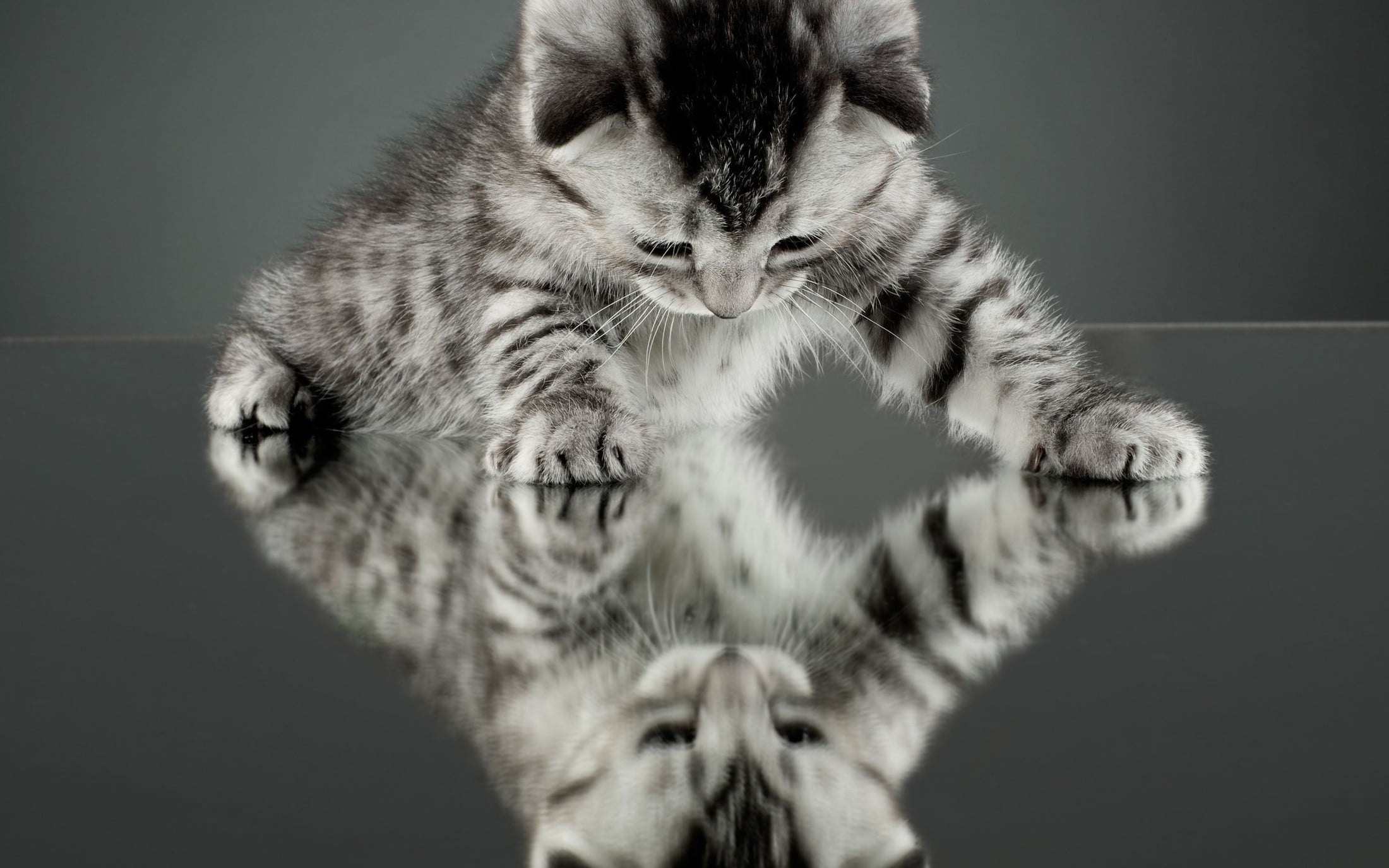 cat, 1080P, one animal, nature, kitten, no people, studio shot, kittens, pets, whisker, portrait, indoors, vertebrate, domestic, mammal, domestic cat, HD Wallpaper