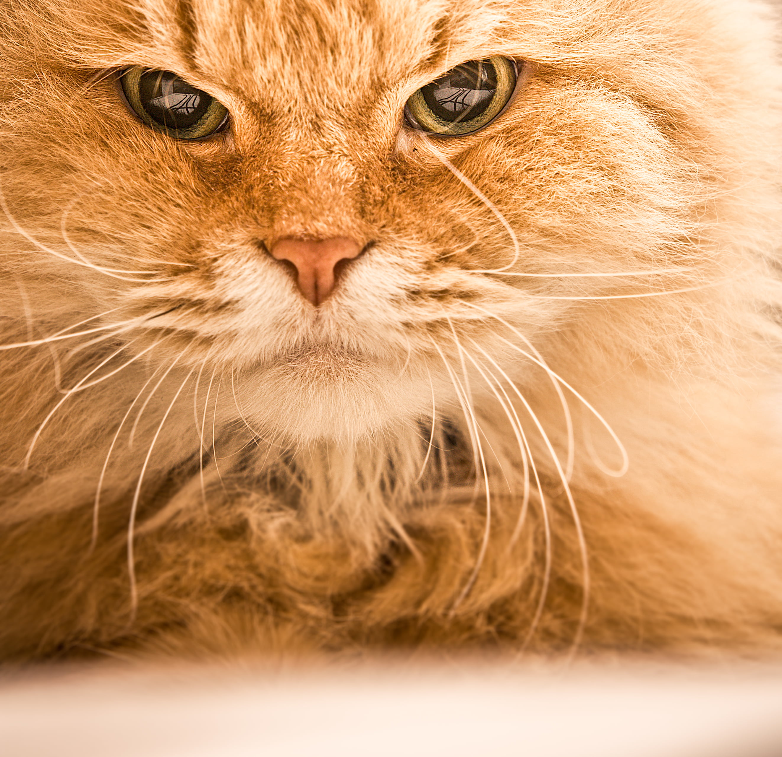 domestic Cat, domestic Animals, portrait, kitten, Mikan, Cats, feline, focus, 2K, pets, cute, orange, mammal, looking, photo, long, young Animal, purebred Cat, HD Wallpaper