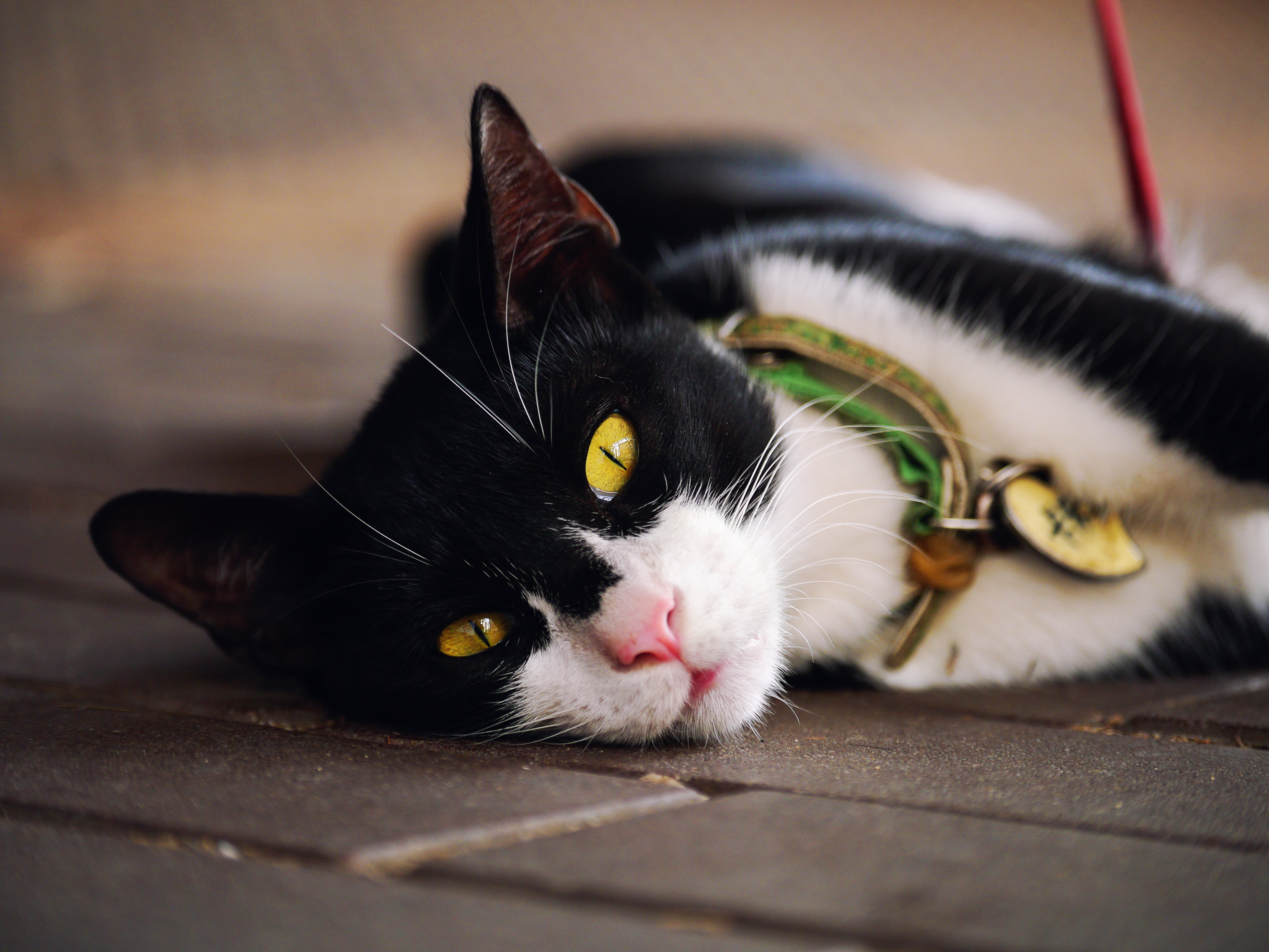 lying, black, white, mammal, kitten, feline, Lumix, pets, 4K, fur, cute, Panasonic, domestic Animals, GX1, cat, domestic Cat, black and white, animal, HD Wallpaper