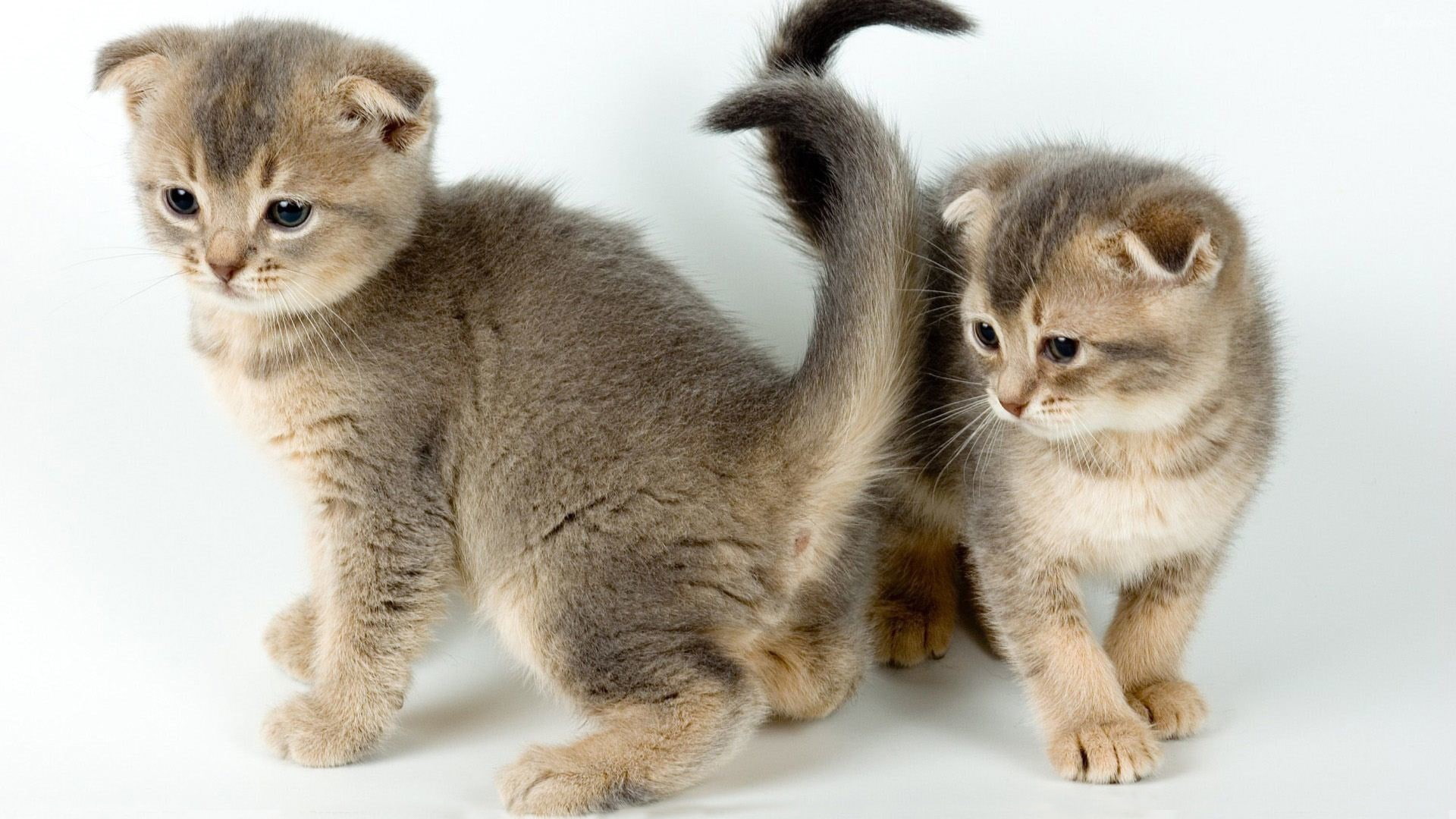 Two, Cute, 1080P, Pet, Kittens, HD Wallpaper