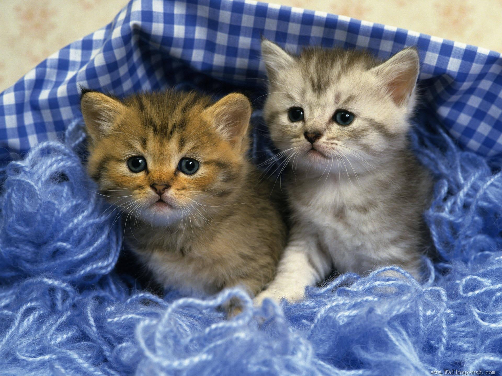 kitten, animal, cute, animals, two, 1080P, kittens, HD Wallpaper