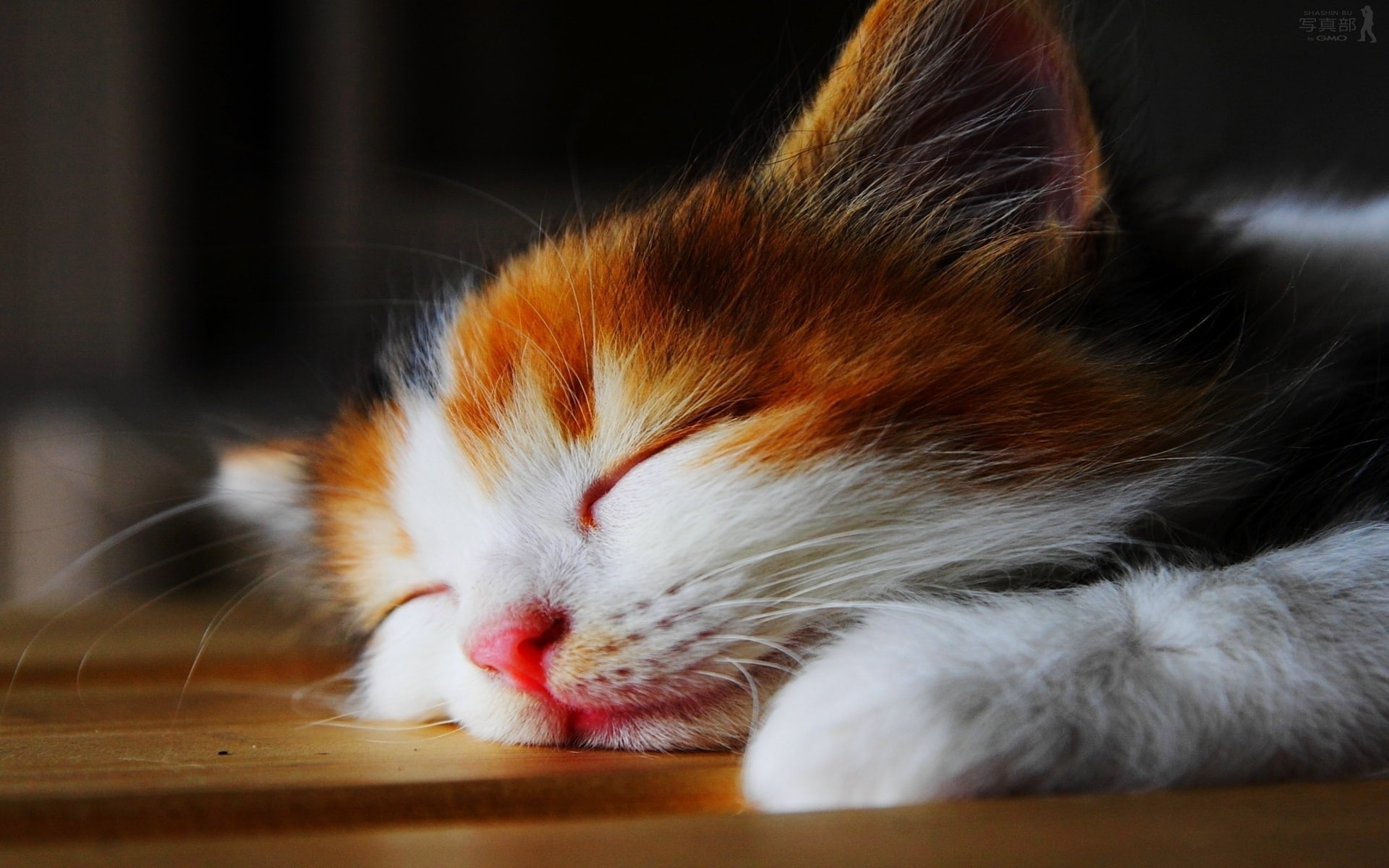 1080P, amazingly, sleepy, kitten, cute, HD Wallpaper
