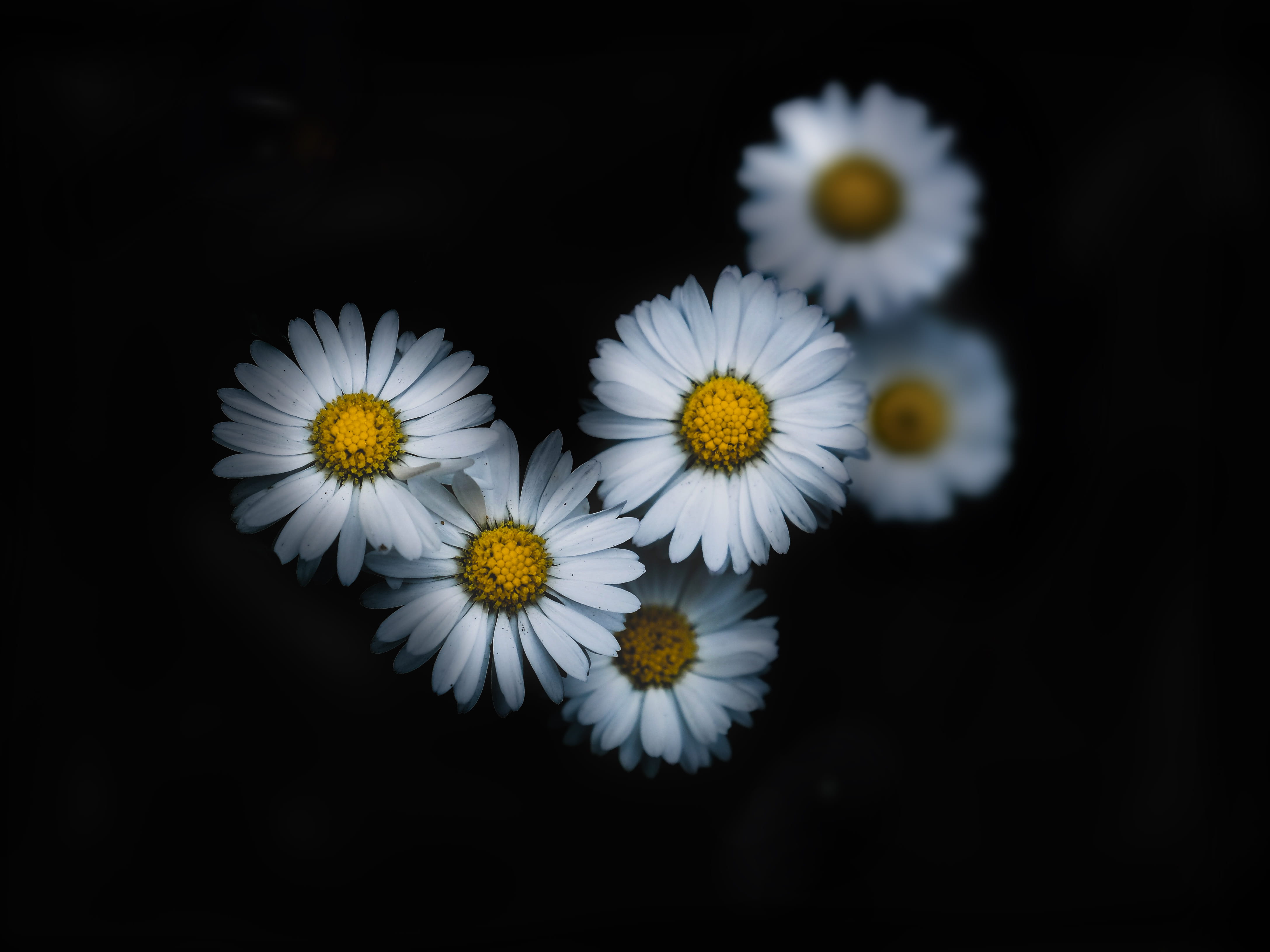 no people, flower head, 4K, nature, blossom, yellow, floral, studio shot, vulnerability, blur, white, dark, freshness, flower, san francisco, pollen, asteraceae, HD Wallpaper