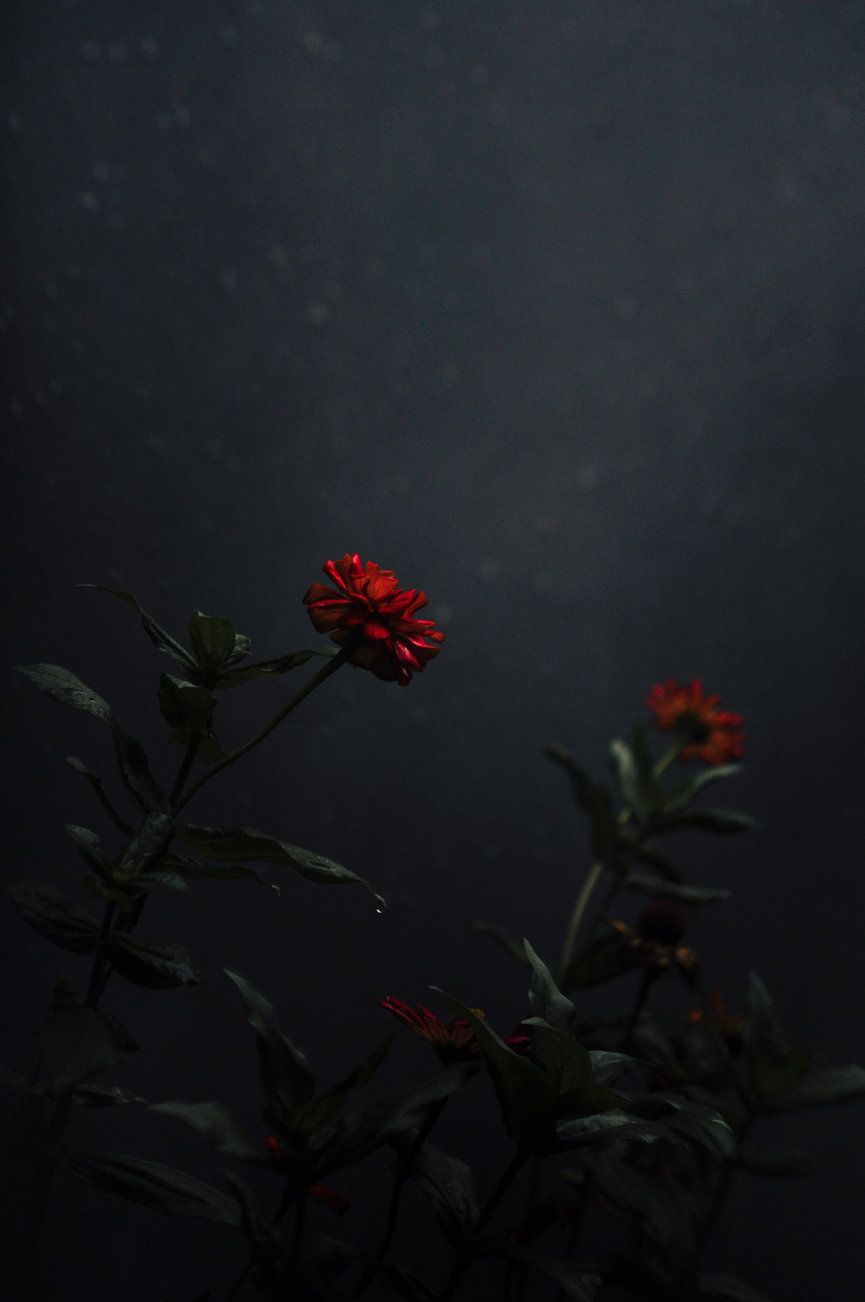 close-up, pollen, portrait, petaled, geranium, red, aster, blossom, daisy, freshness, flower, daisies, flowers, growth, flowering plant, beauty in nature, Phone HD Wallpaper