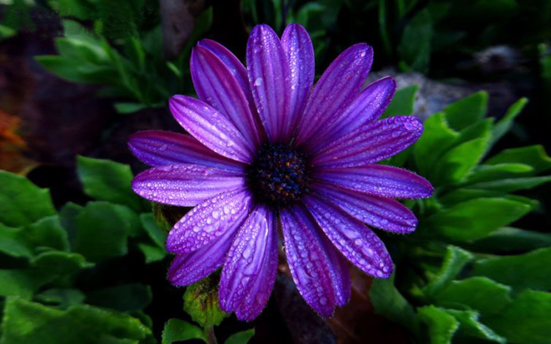 purple, aster, dark, color, 1080P, hd, water, full, flower, droplets, HD Wallpaper