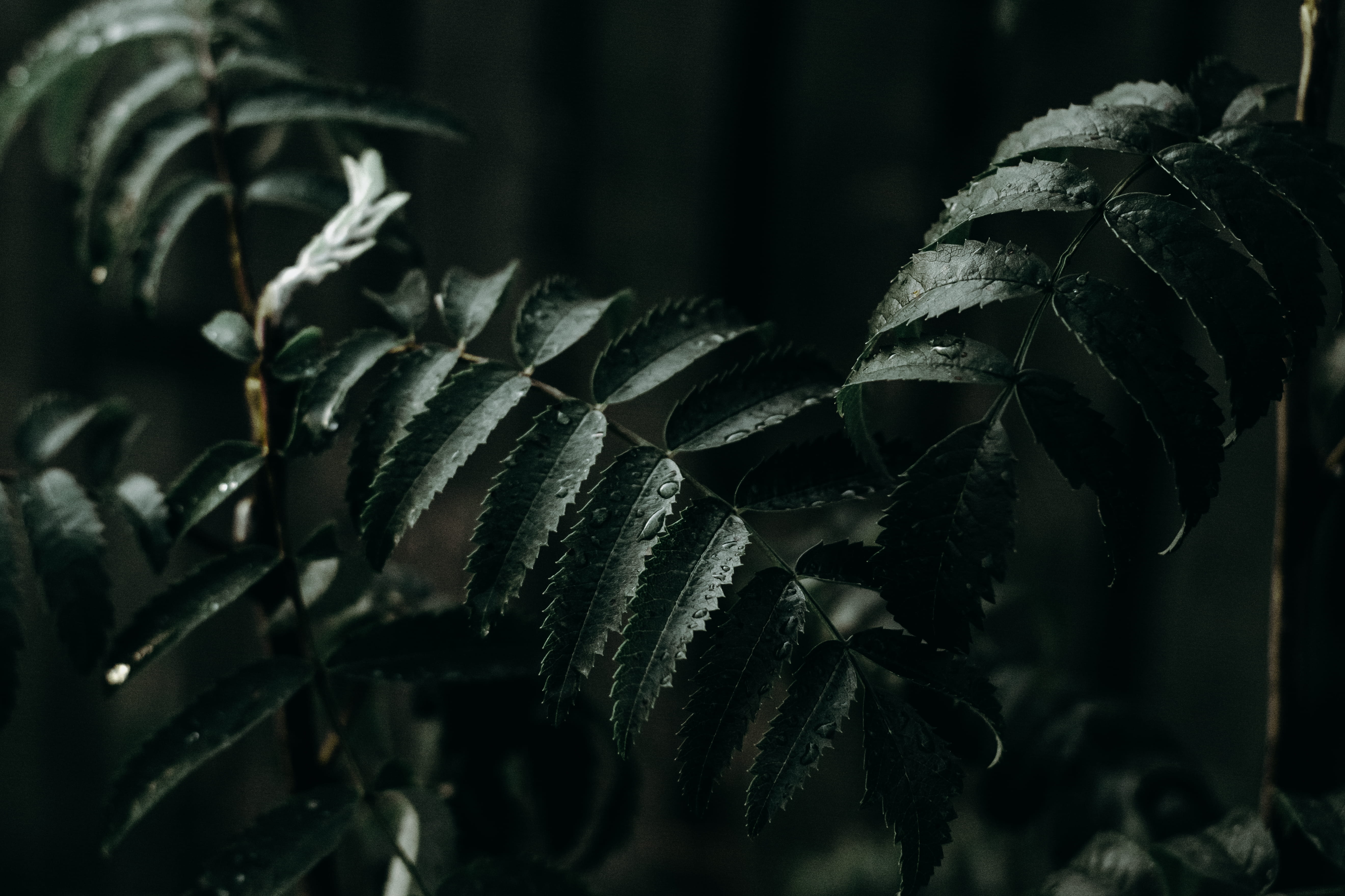 close-up, beauty In Nature, outdoors, frond, branch, wheat, woodland, summer, 5K, field, tree, leaves, light, green, forest, wet, no People, leafe, dark, HD Wallpaper