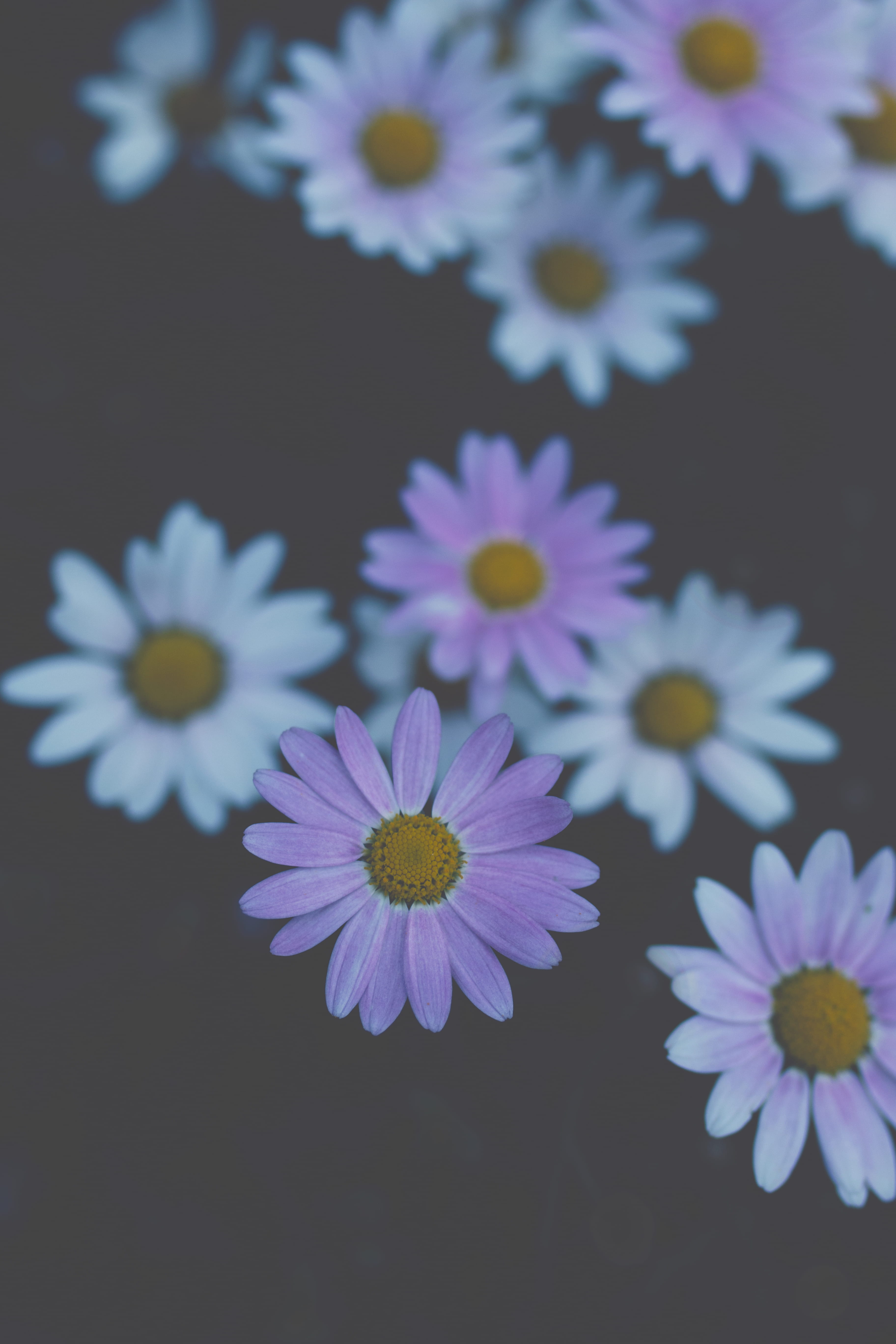 nature, outdoors, vulnerability, selective focus, 5K, white, growth, close-up, pink, ornament, daisy, anemone, pollen, decor, purple, freshness, flower head, Phone HD Wallpaper