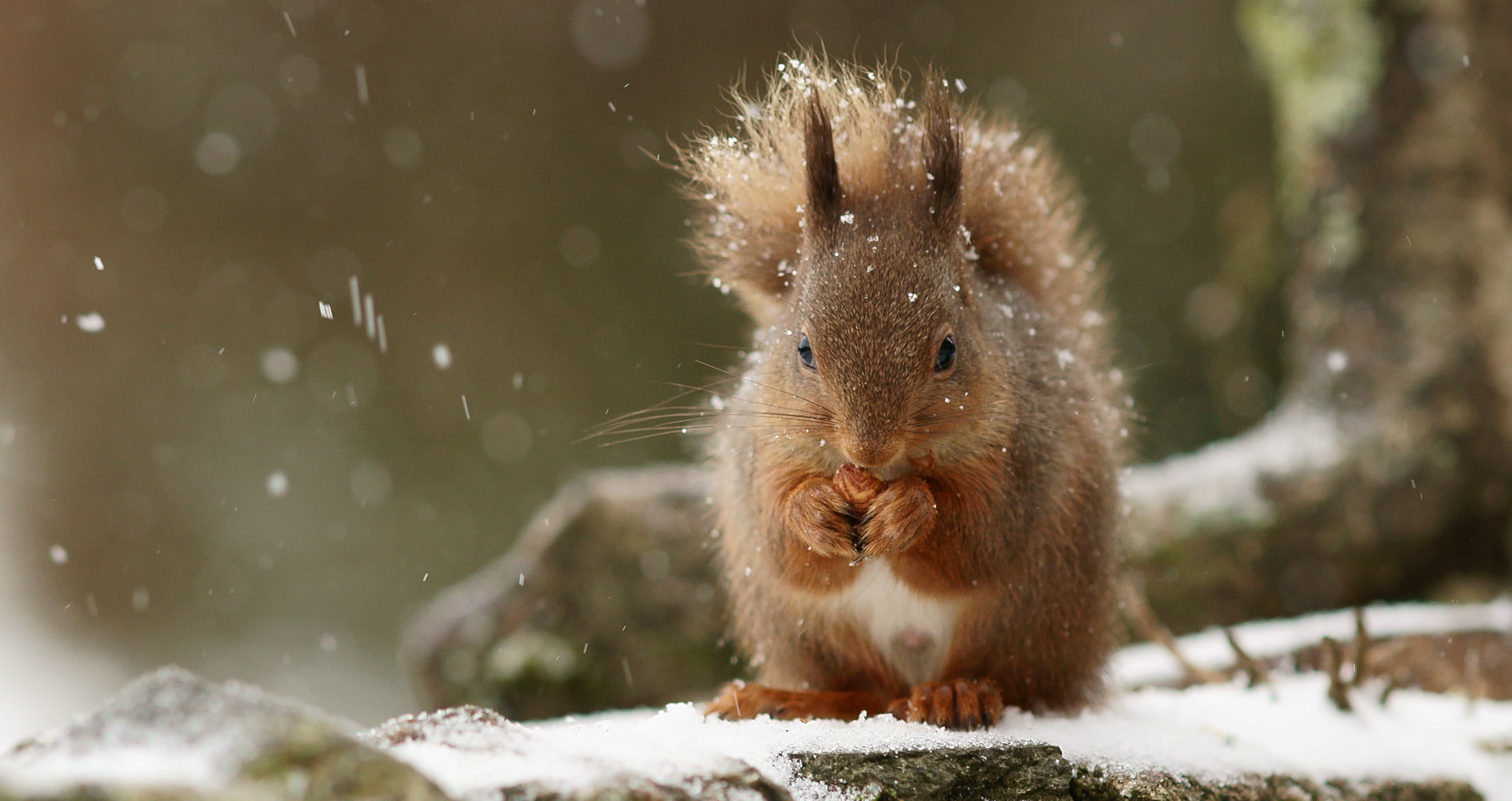 animal, mammal, winter, 2K, eating, outdoors, snow, brown, daytime, rodent, cute, nature, wildlife, squirrel, HD Wallpaper