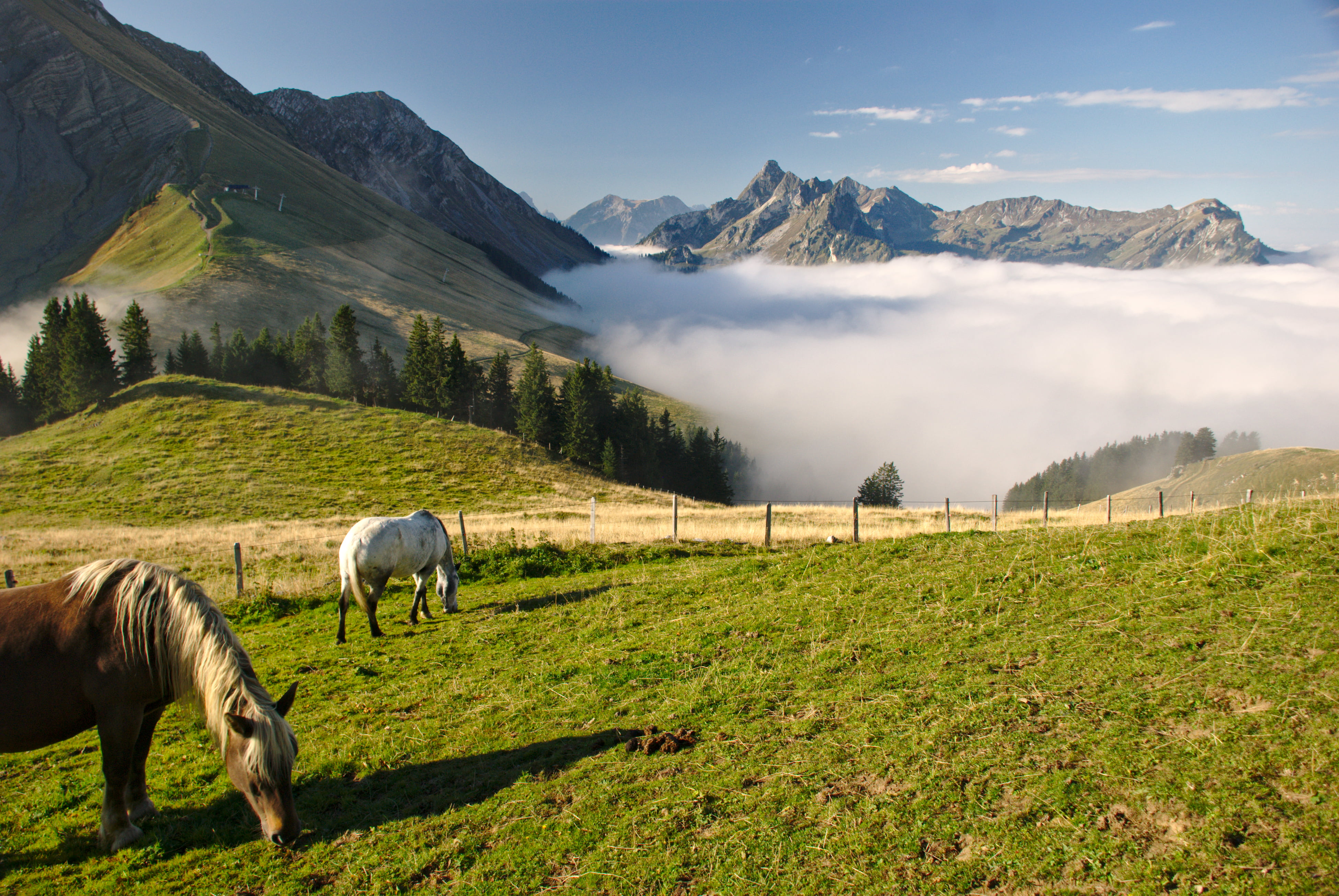 Alps, eating, mountain, horse, brown, meadow, summer, landscape, Alpen, Alpes, Nebel, dem, grass, Schweiz, nature, über, pasture, Fribourg, scenics, Svizzera, HD Wallpaper