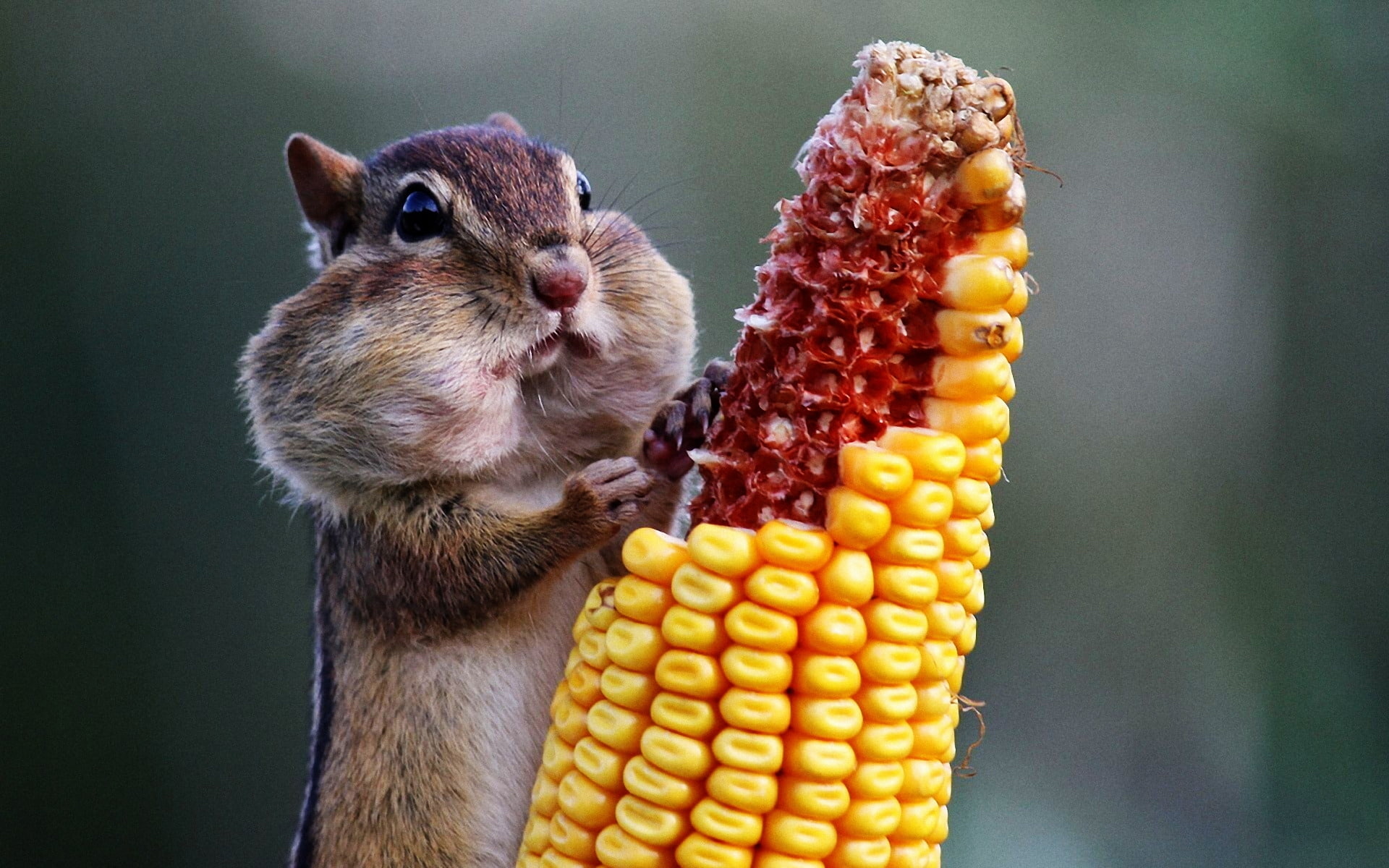 background, chipmunk, corn, eating, 1080P, squirrel, HD Wallpaper