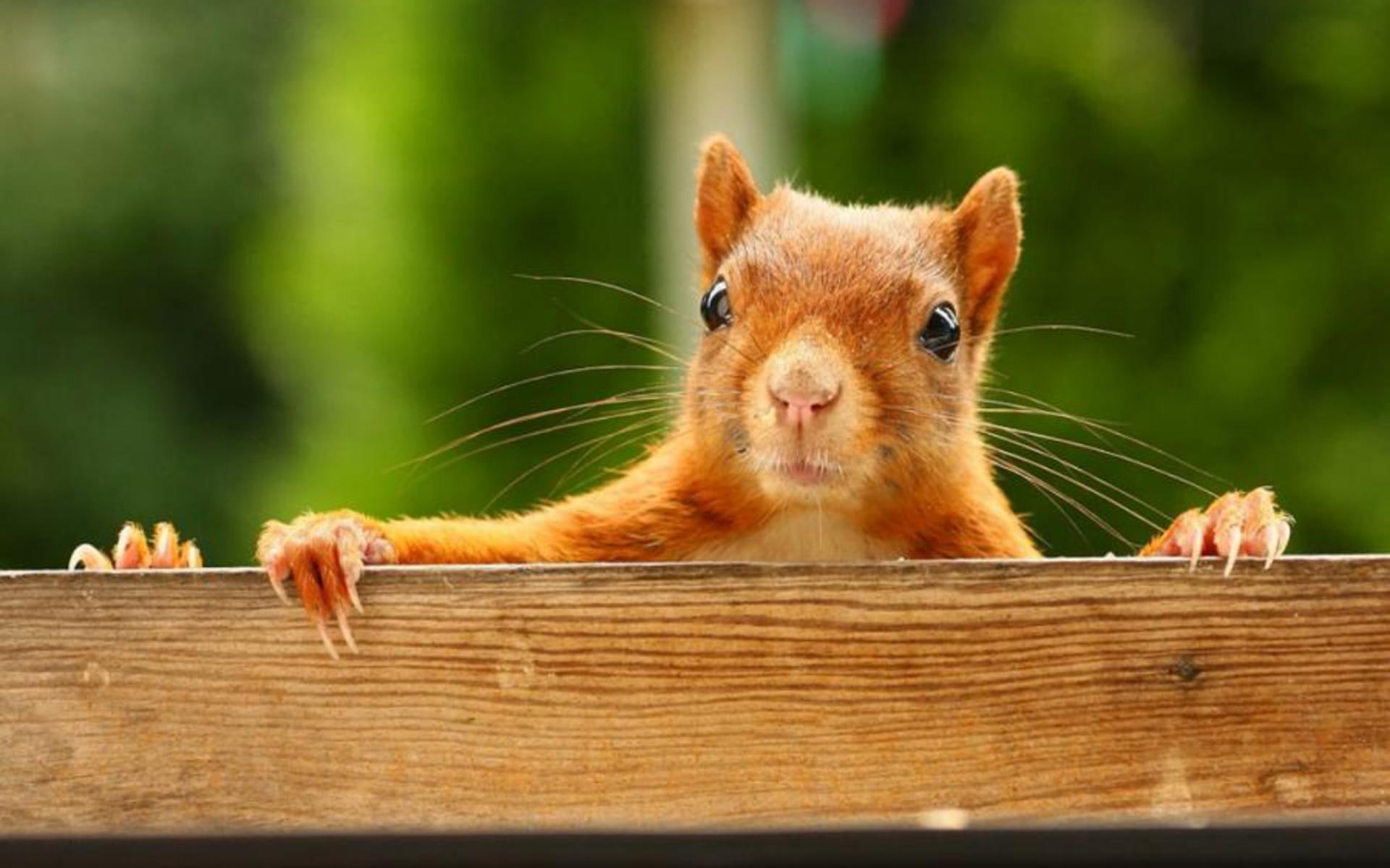 something, squirrel, animal, cute, animals, eat, green, funny, 1080P, HD Wallpaper