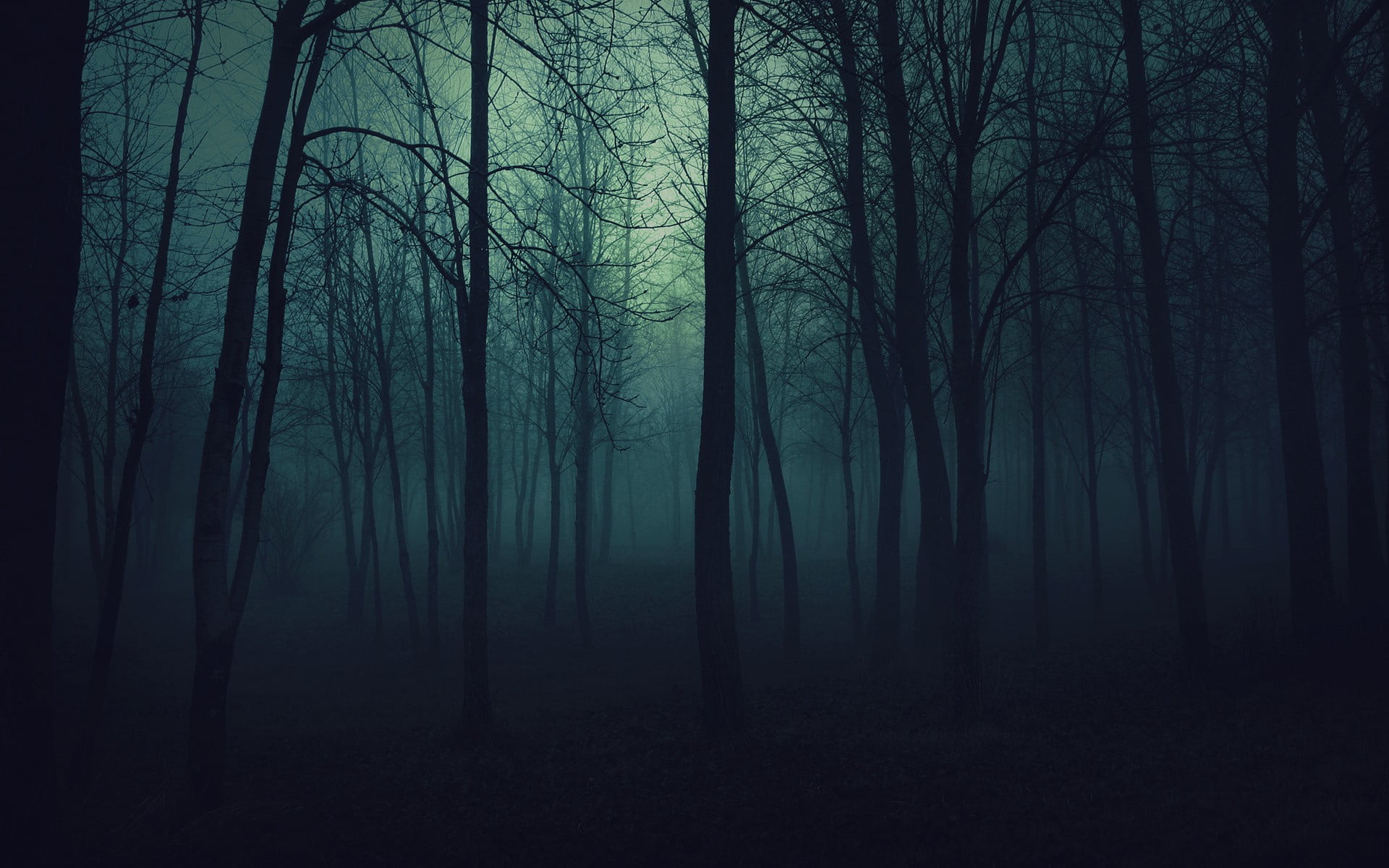 trunk, fog, tranquility, non-urban scene, land, outdoors, mystery, plant, scenics - nature, landscape, tranquil scene, no people, hazy, spooky, 1080P, HD Wallpaper