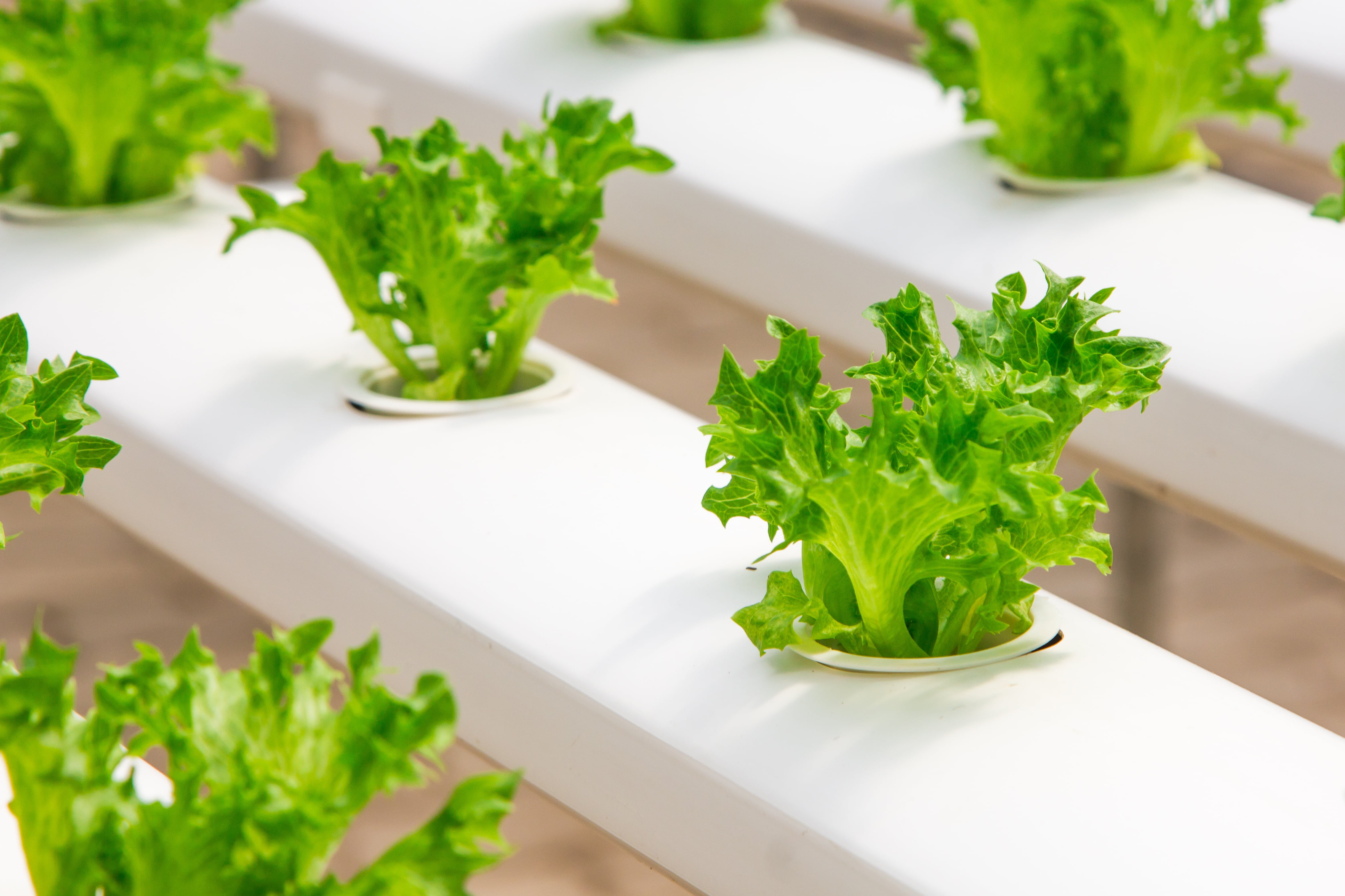 planter, basil, plant, dieting, salad, industry, leaf, hydroponic, culture, vegetable, cucumber, garden, growing, vegetarian food, close-up, healthy lifestyle, HD Wallpaper