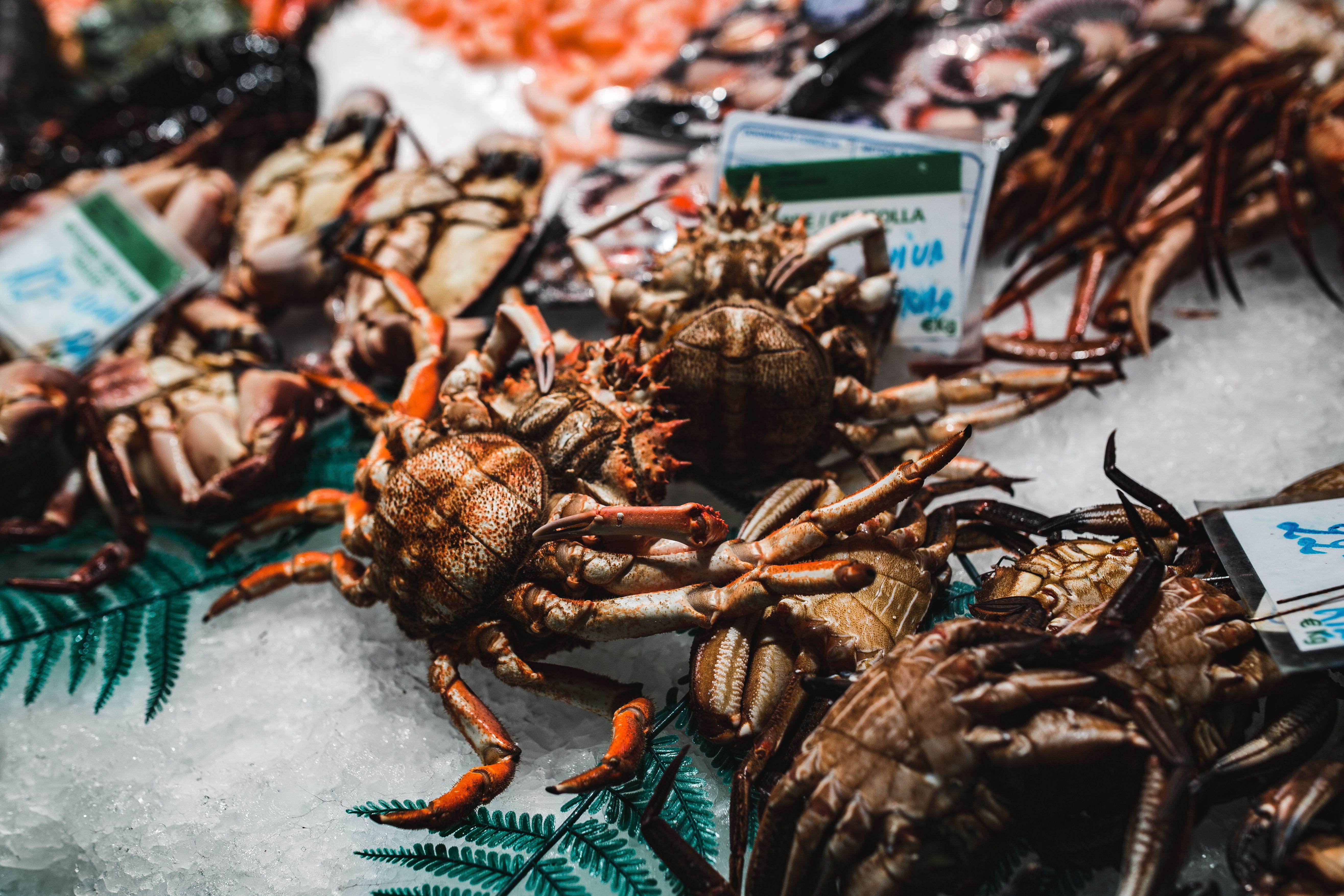sale, spain, food and drink, animal, market stall, crab, fish, no people, crustacean, retail display, Barcelona Spain, barcelona, La Boqueria, healthy, HD Wallpaper