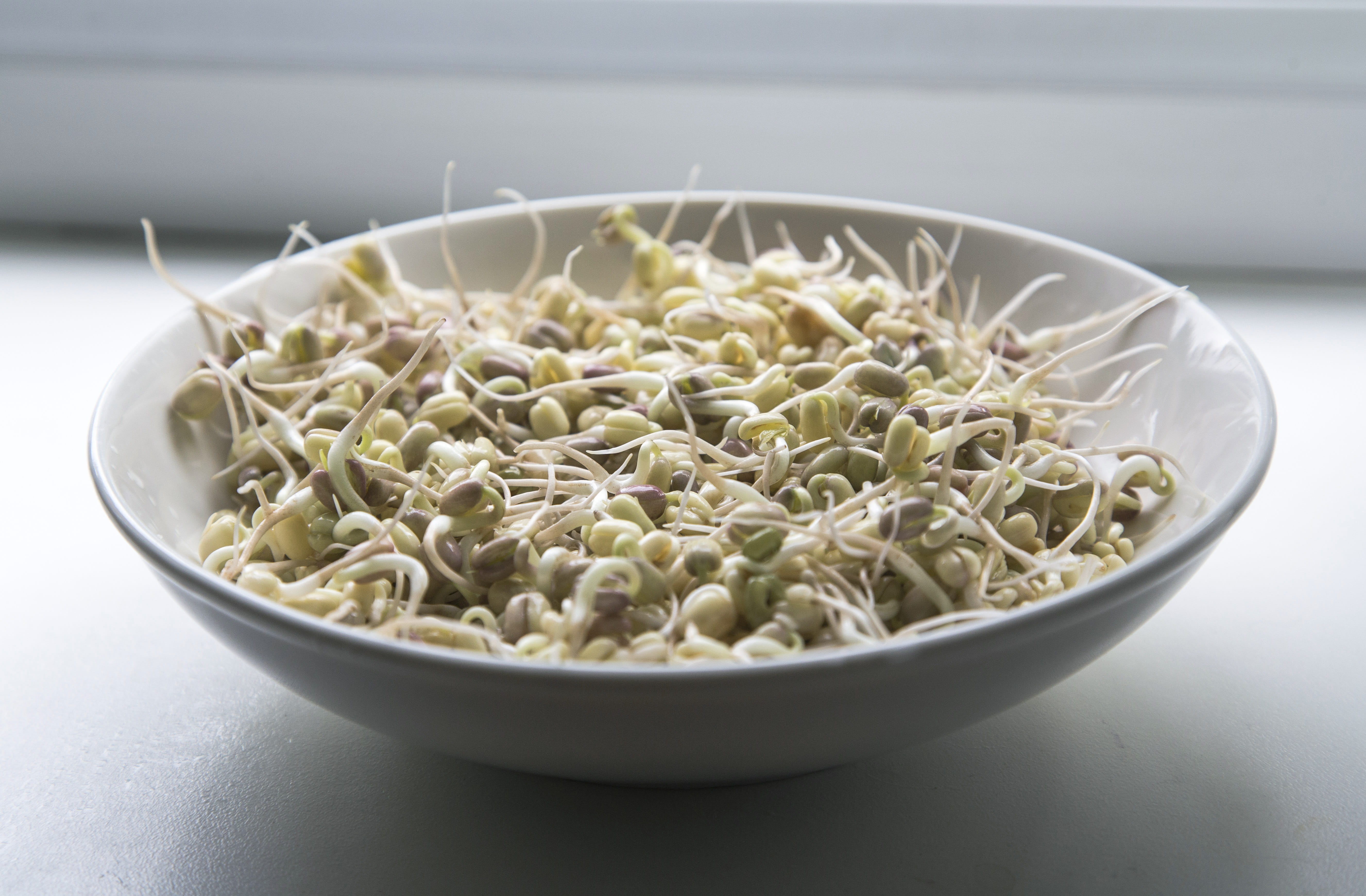 ingredient, indoors, ready-to-eat, green, temptation, food and drink, foodstuff, diet, no people, wellbeing, seedling, bean, germinated, close-up, raw food, HD Wallpaper