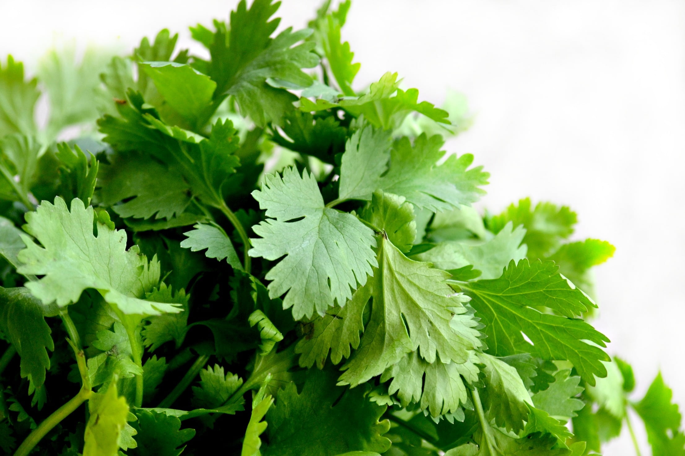 dinner, herb, no people, food and drink, fresh, plant part, natural, vegetable, nature, close-up, growth, white color, leaves, herbs, eating, spice, photographed, HD Wallpaper