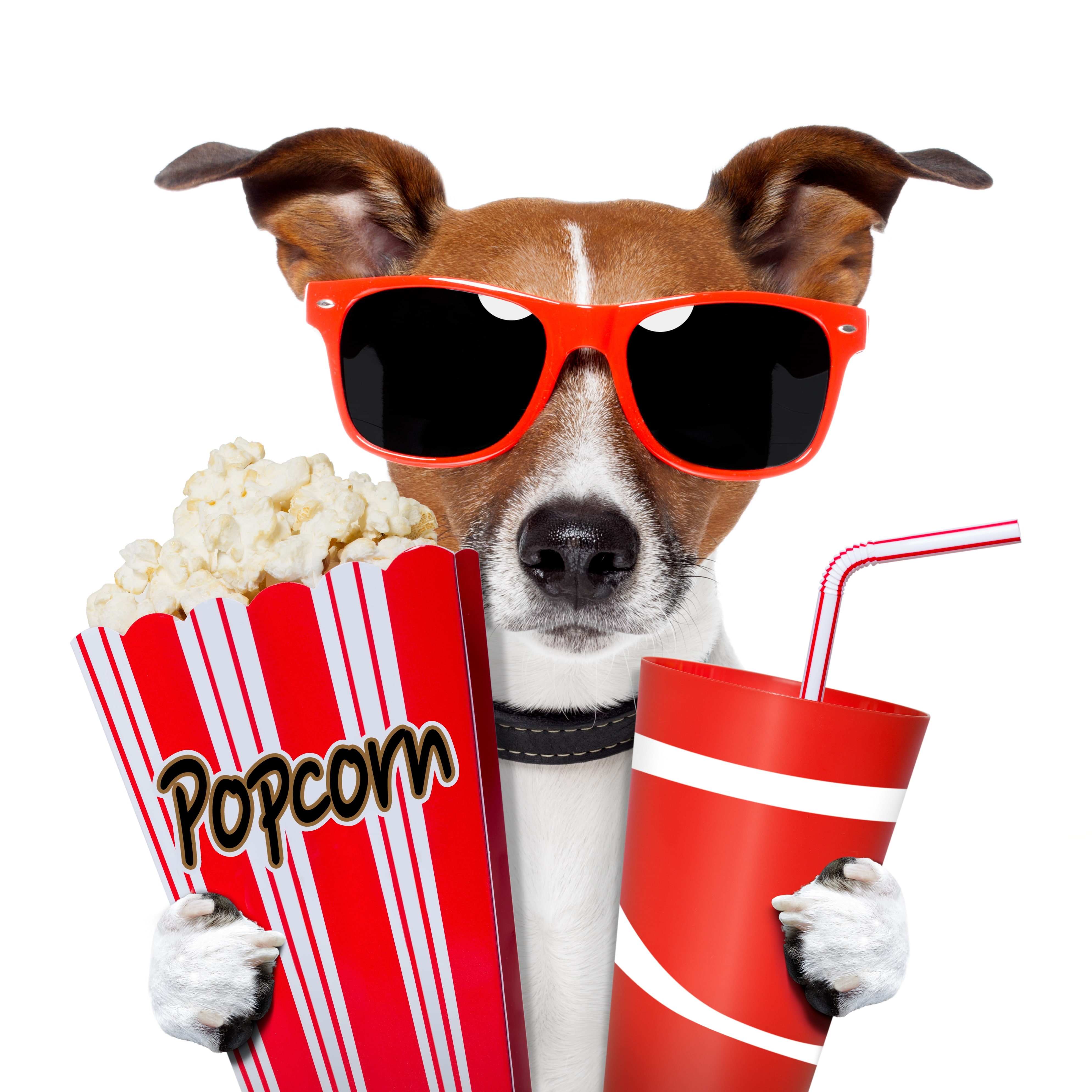 looking at camera, humor, red, white background, animal themes, popcorn, fun, brown, one animal, mammal, 4K, purebred dog, glasses, indoors, portrait, Phone HD Wallpaper