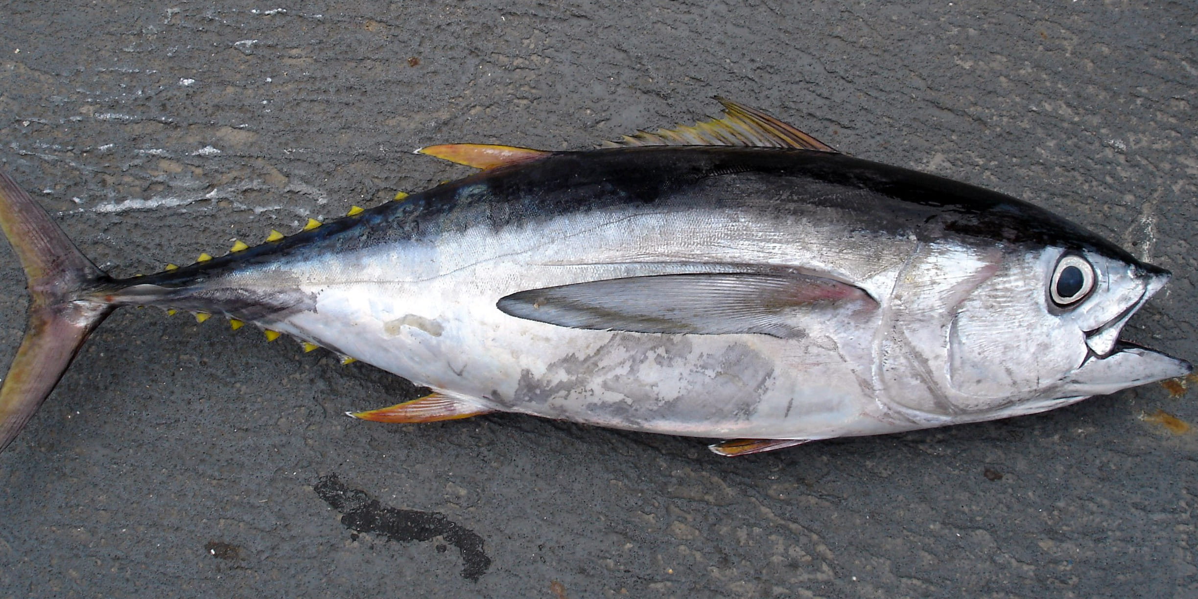 animal, saltwater fish, gray, food, high angle view, water, water creature, freshness, Bigeye Tuna, fishing, no people, outdoors, directly above, fishing industry, HD Wallpaper