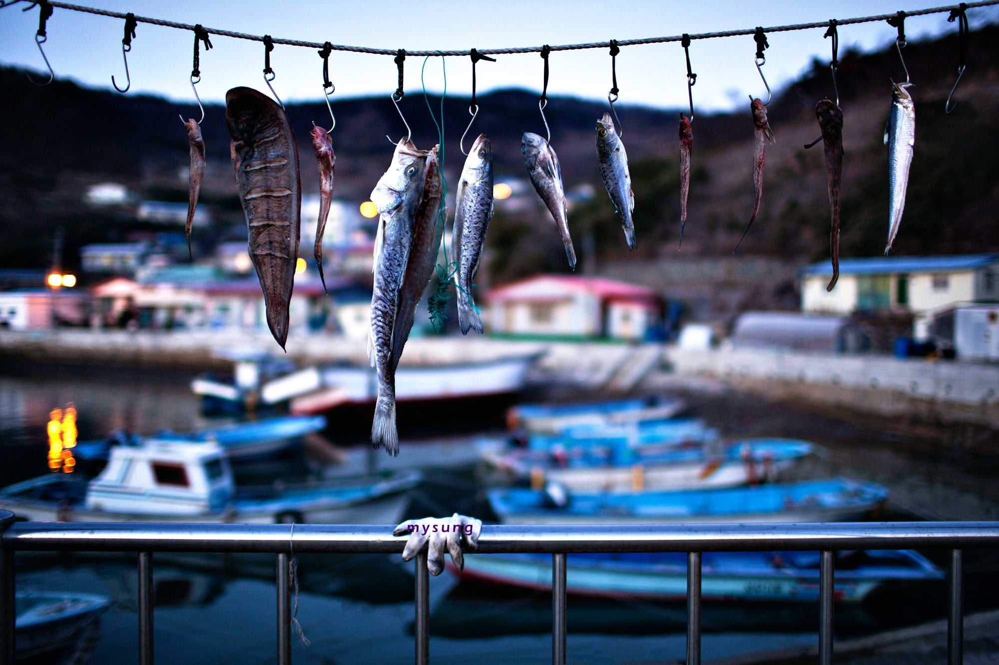 animal, freshness, no people, wooden, hanging, black, fish, 1080P, fishing industry, water, seafood, transportation, vertebrate, white, outdoors, day, HD Wallpaper