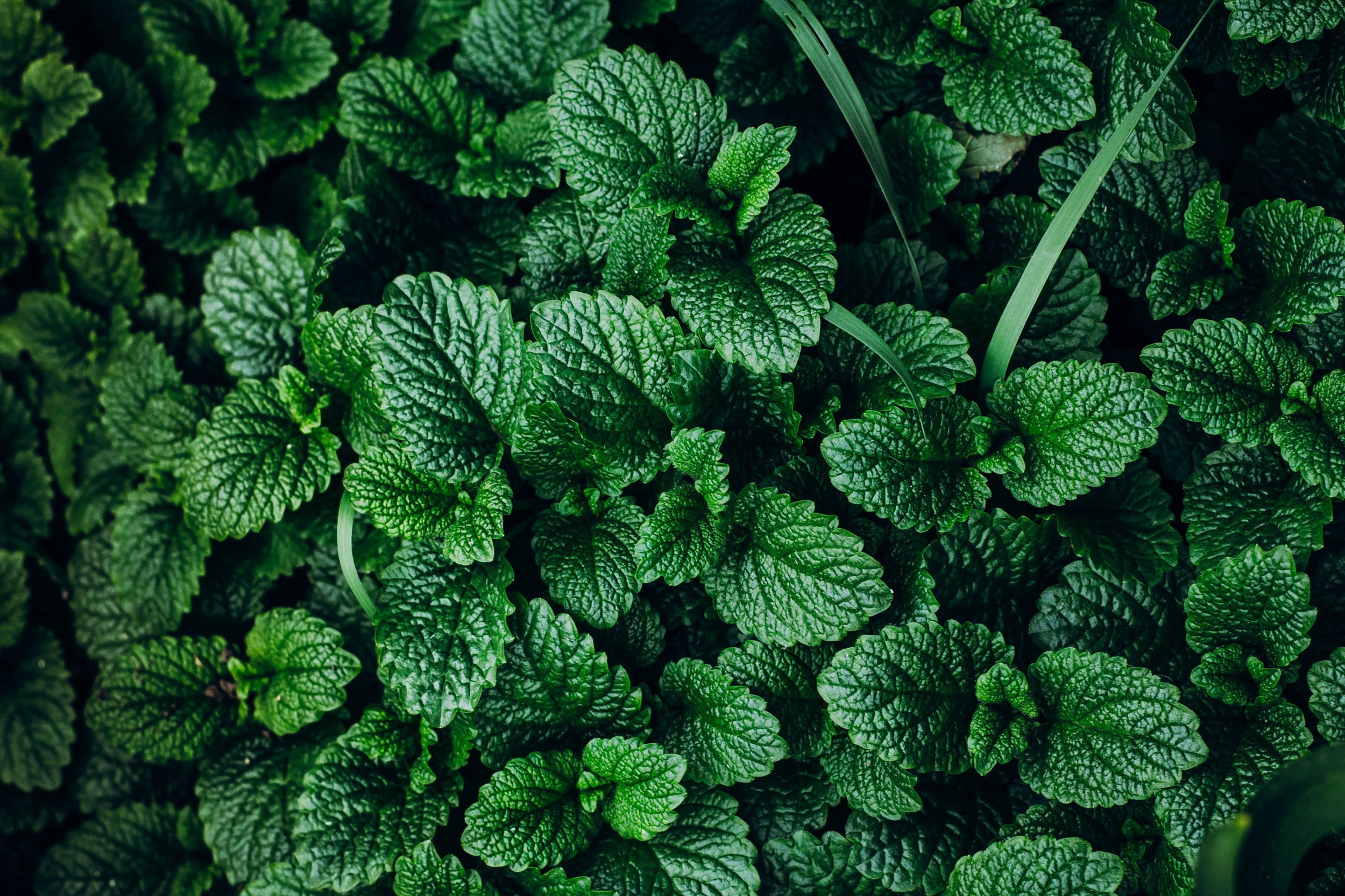 background, plant, 1080P, mint, greens, HD Wallpaper