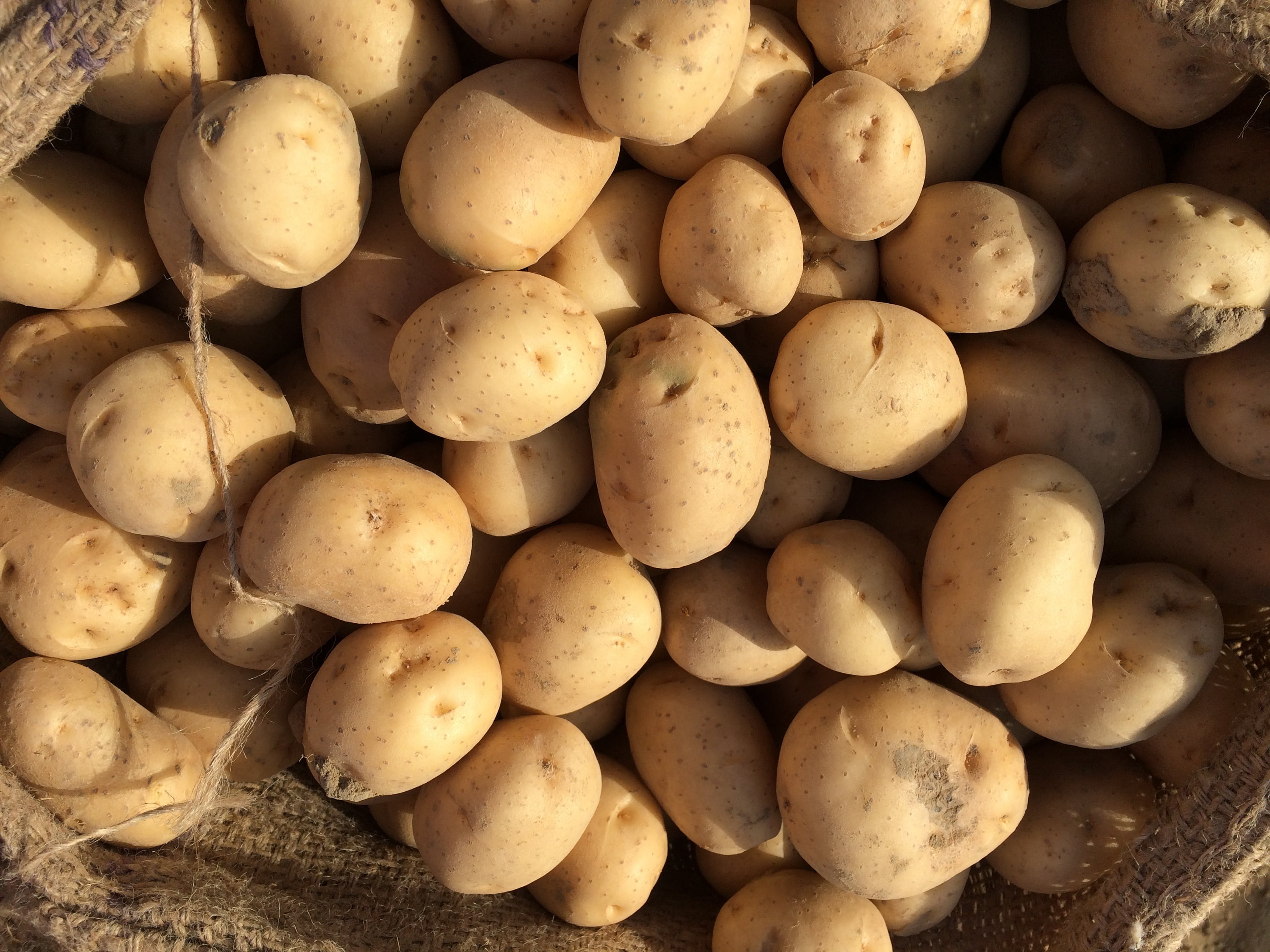 raw potato, large group of objects, brown, potatoes, backgrounds, full frame, abundance, wellbeing, basket, food, vegetable, agriculture, market, fresh potato, HD Wallpaper