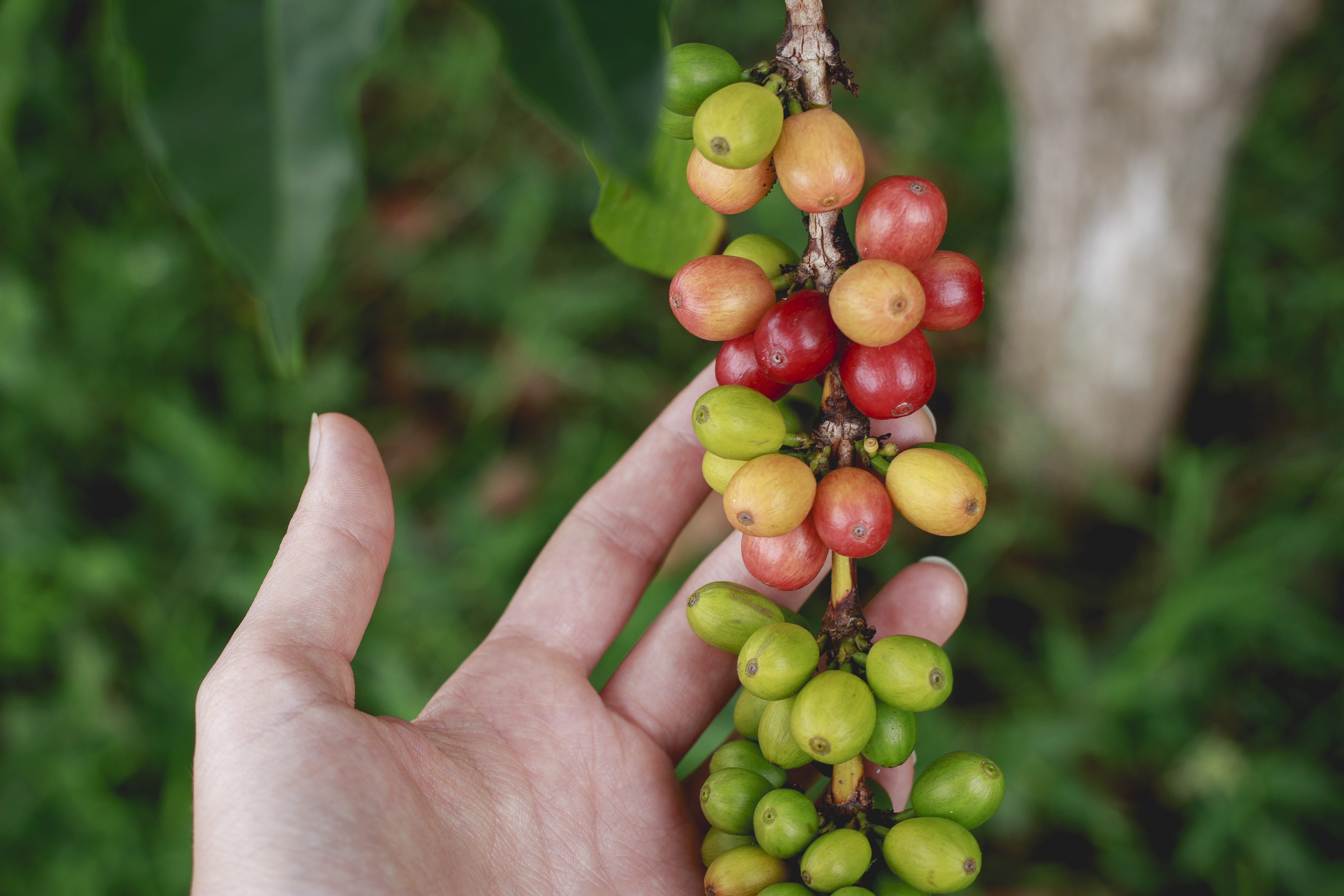 fruit, food, vine, photography, selective, healthy eating, harvesting, human Hand, growth, finger, body part, freshness, beans, holding, close-up, focus on foreground, HD Wallpaper