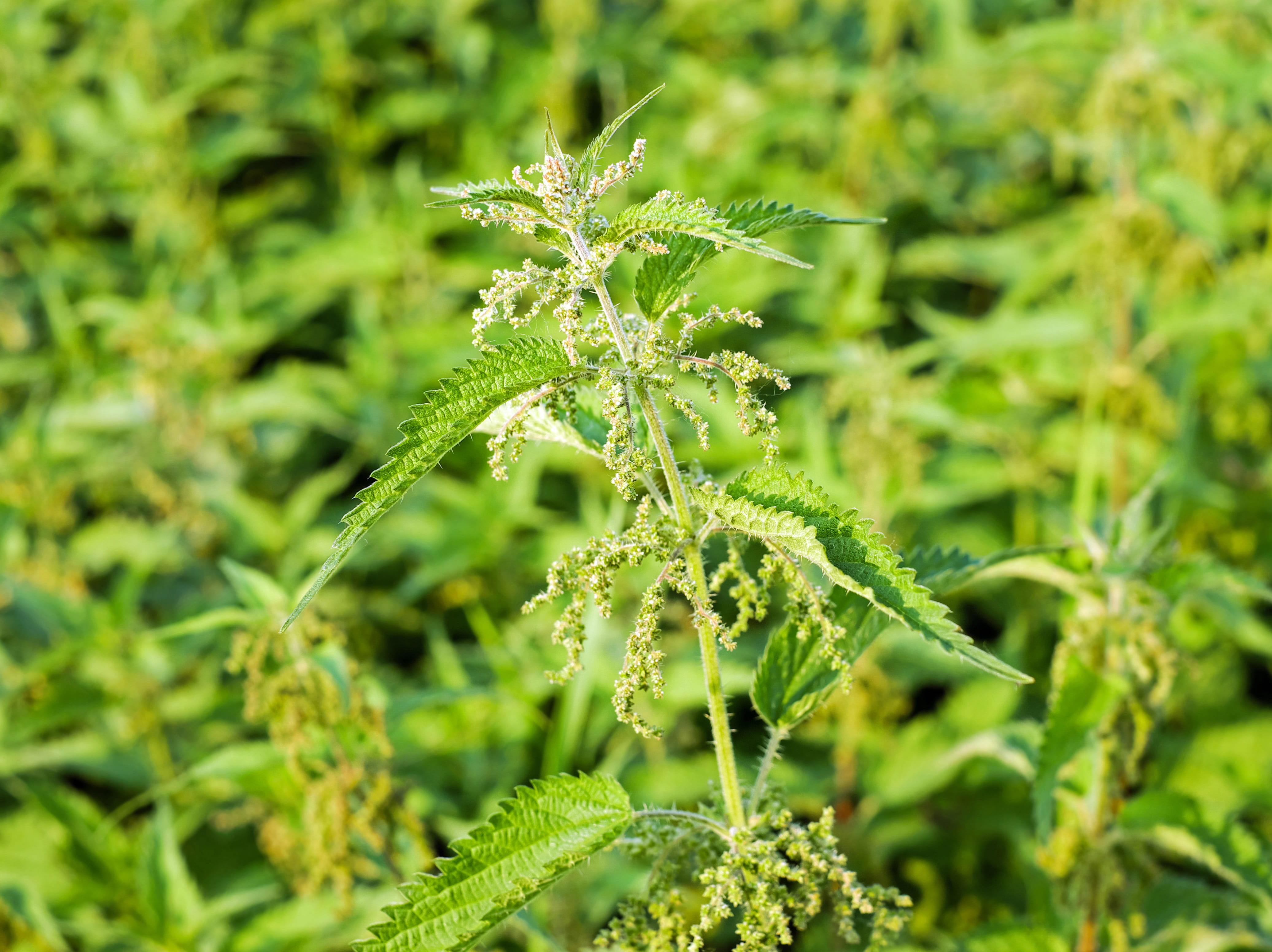 day, painful, selective, 4K, evening sun, urtica, shades of green, serotonin, burning hair, sodium formate, food and drink, freshness, stinging nettle, HD Wallpaper
