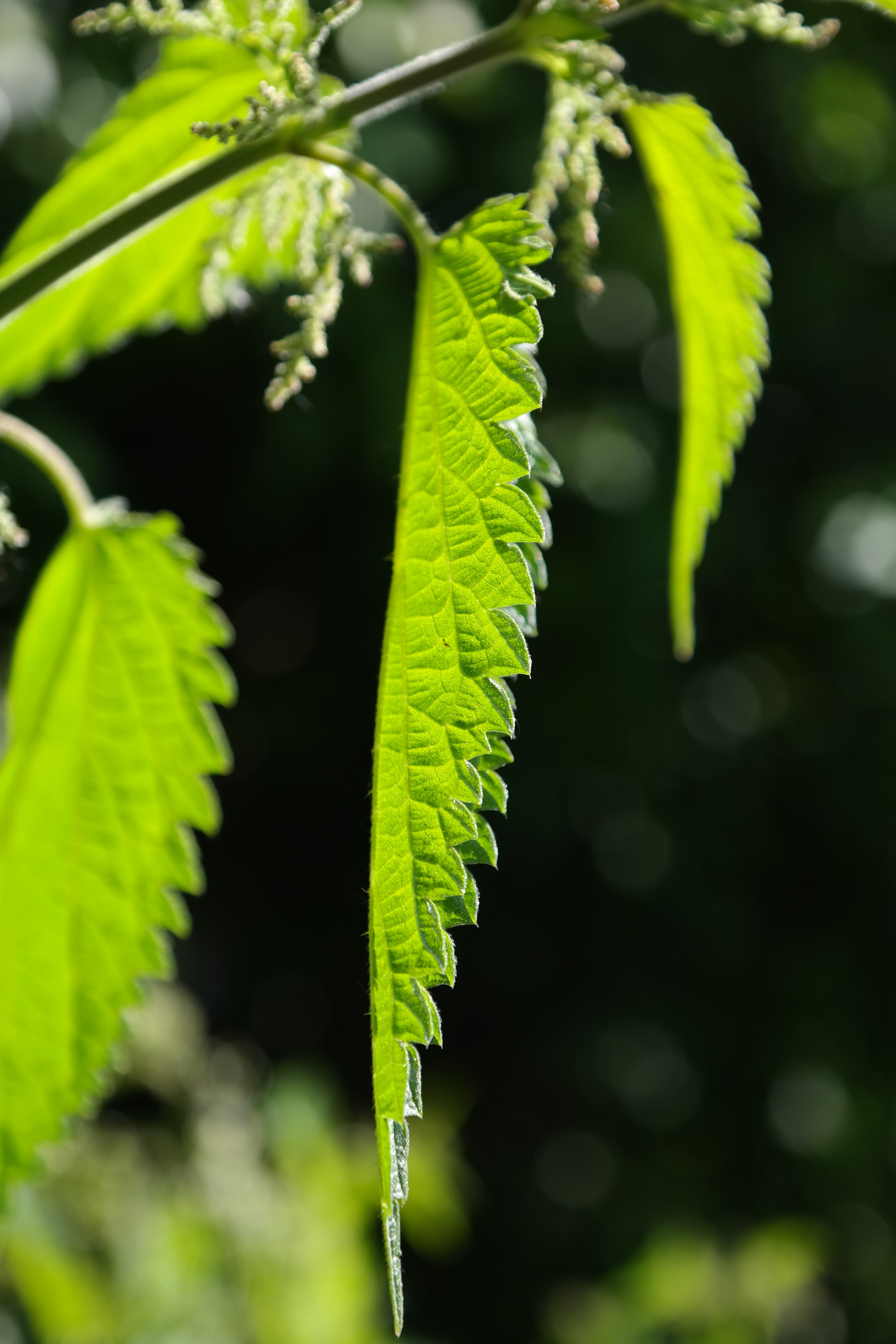 food processing plant, medicinal plant, weed, forest, light, day, leaf margin, faserpflanze, macro, stipules, histamine, toothed, leaf, green Color, shine through, Phone HD Wallpaper