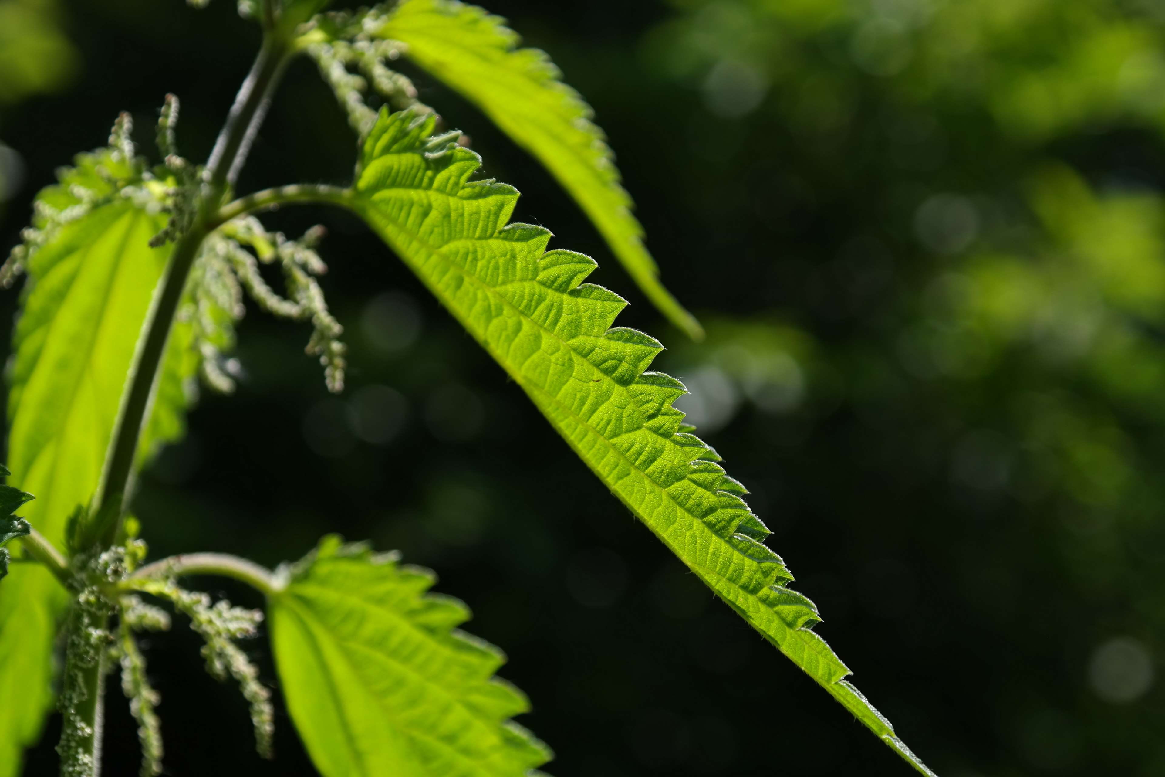 leaf, leaves, freshness, leaf vein, beauty in nature, burning hair, growth, histamine, butterflies, no people, dark green, nature, acetylcholine, lanceolate, HD Wallpaper