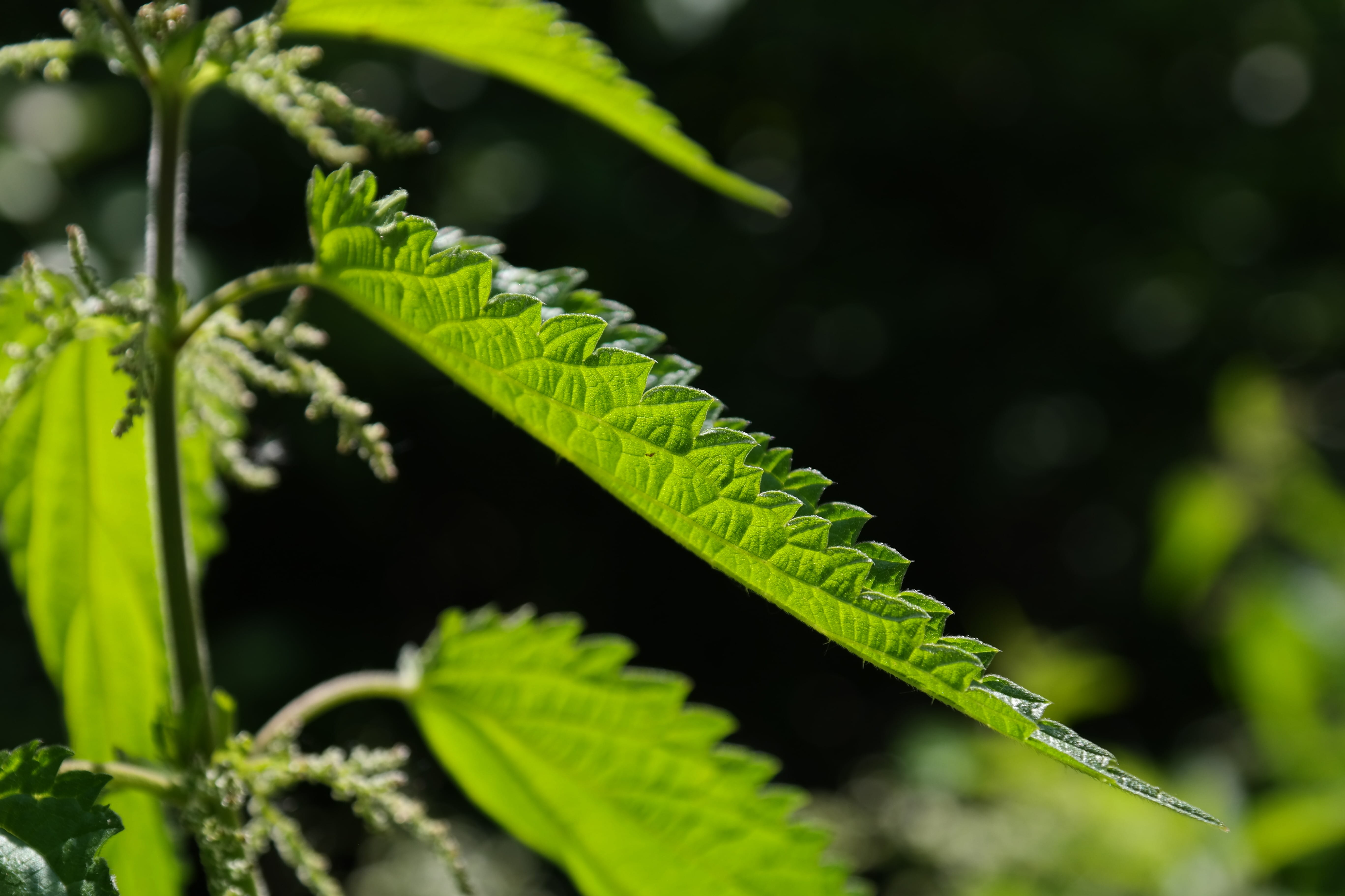 painful, leaf, day, close-up, true leaves, faserpflanze, growth, herb, green, pink, food, stinging nettle plant, food processing plant, stipules, weed, HD Wallpaper