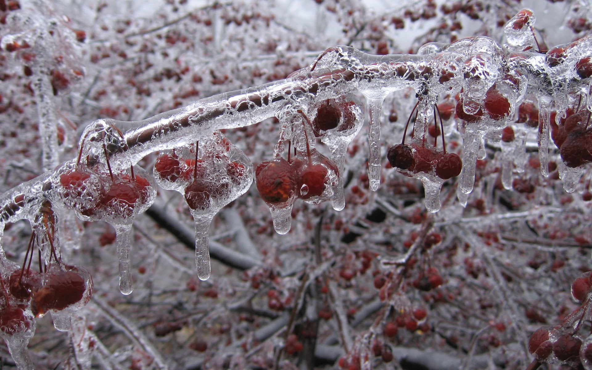 branch, ring, winter, close-up, day, snow, outdoors, fruit, blizzard, nature, beauty in nature, frost, raspberries, cold temperature, selective focus, 1080P, HD Wallpaper